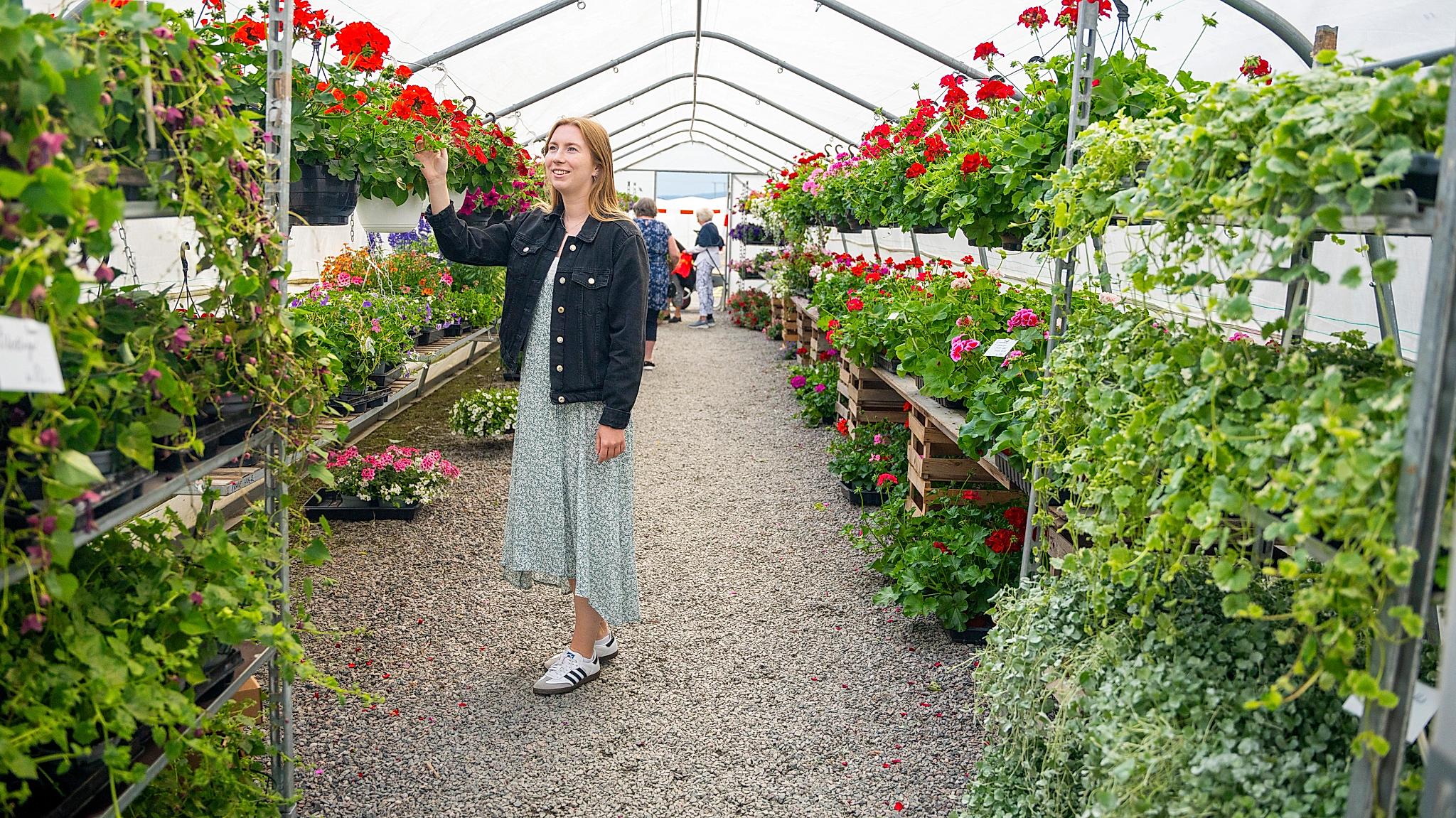 Flowers at Skarstad Gartneri