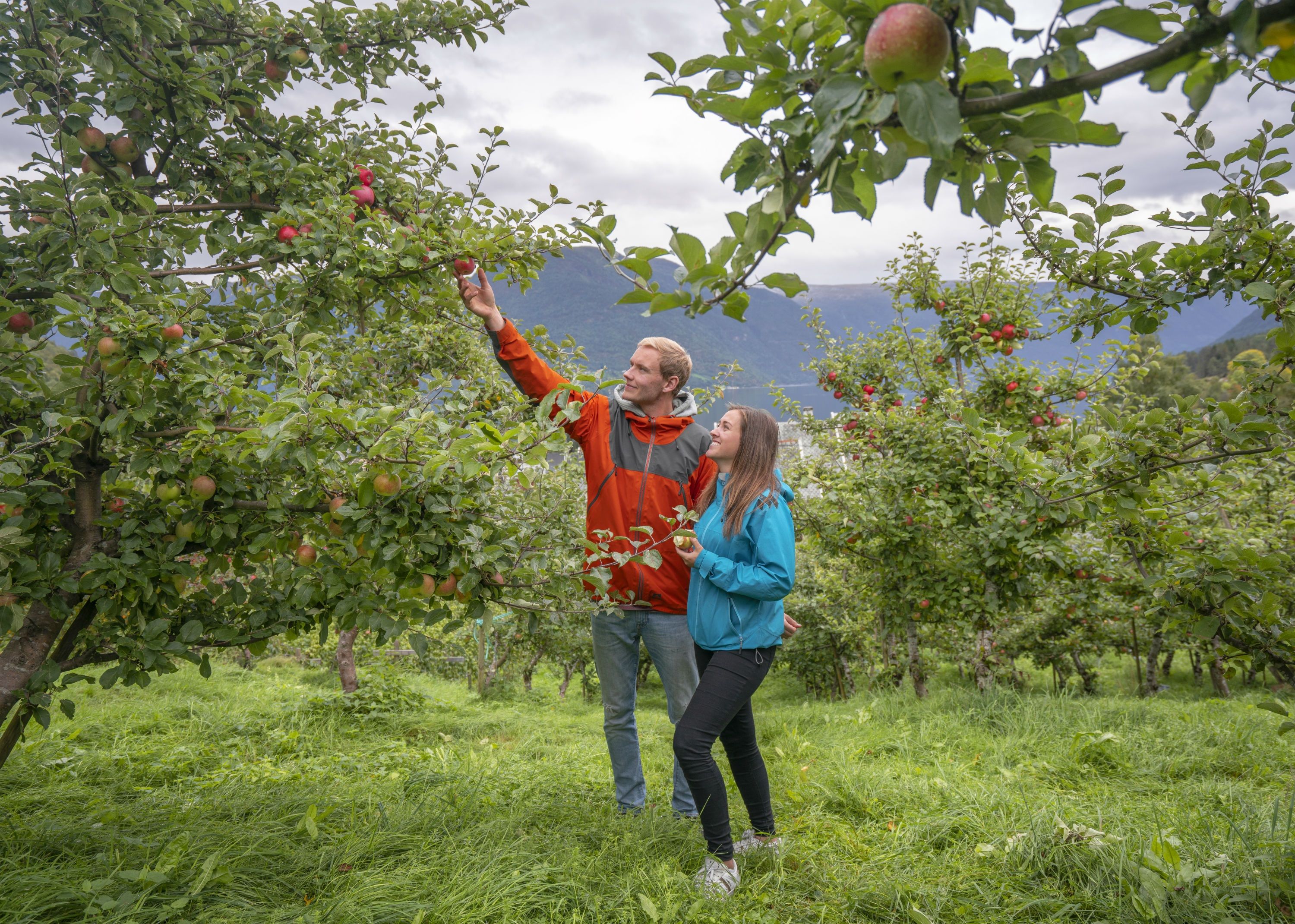 A couple is tasting apples in Luster in the Sognefjorden area of Fjord Norway