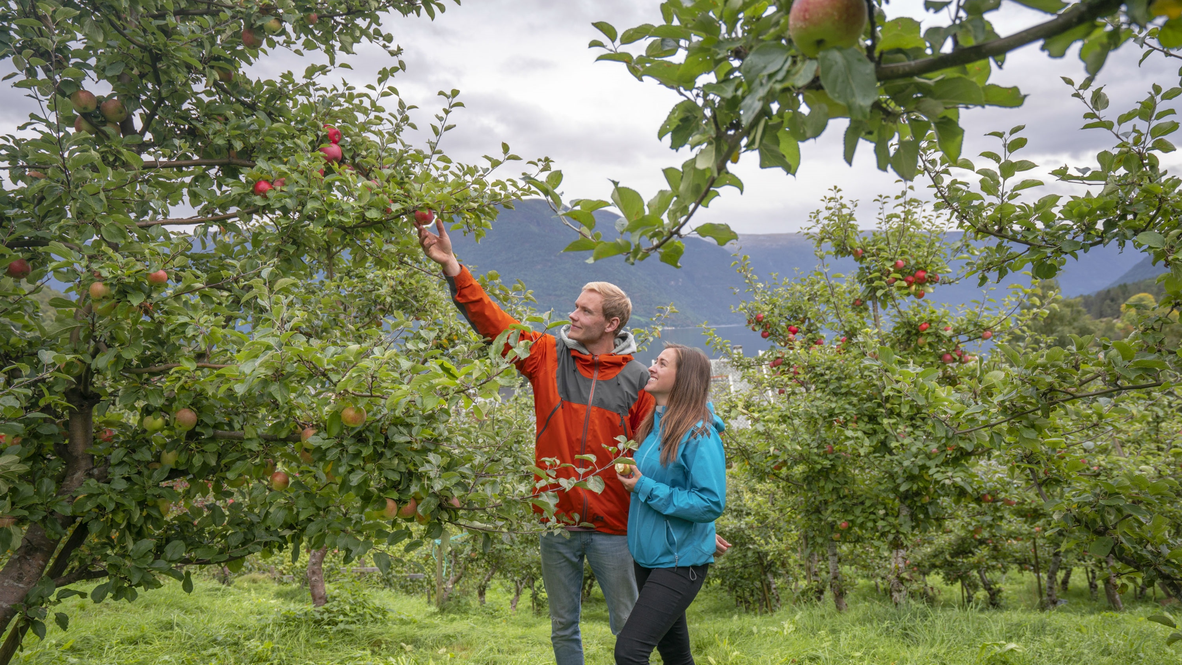 A couple is tasting apples in Luster in the Sognefjorden area of Fjord Norway