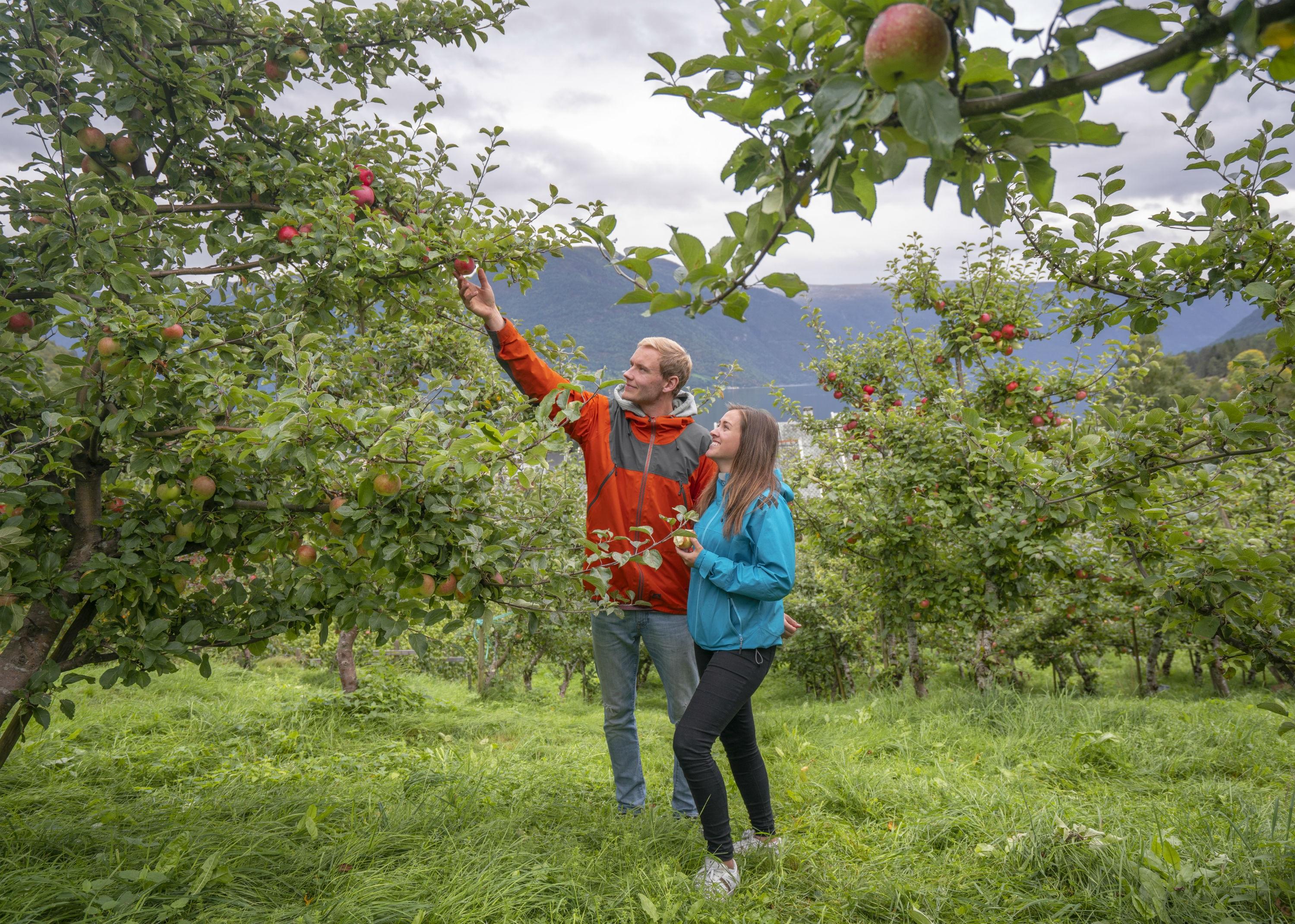 A couple is tasting apples in Luster in the Sognefjorden area of Fjord Norway