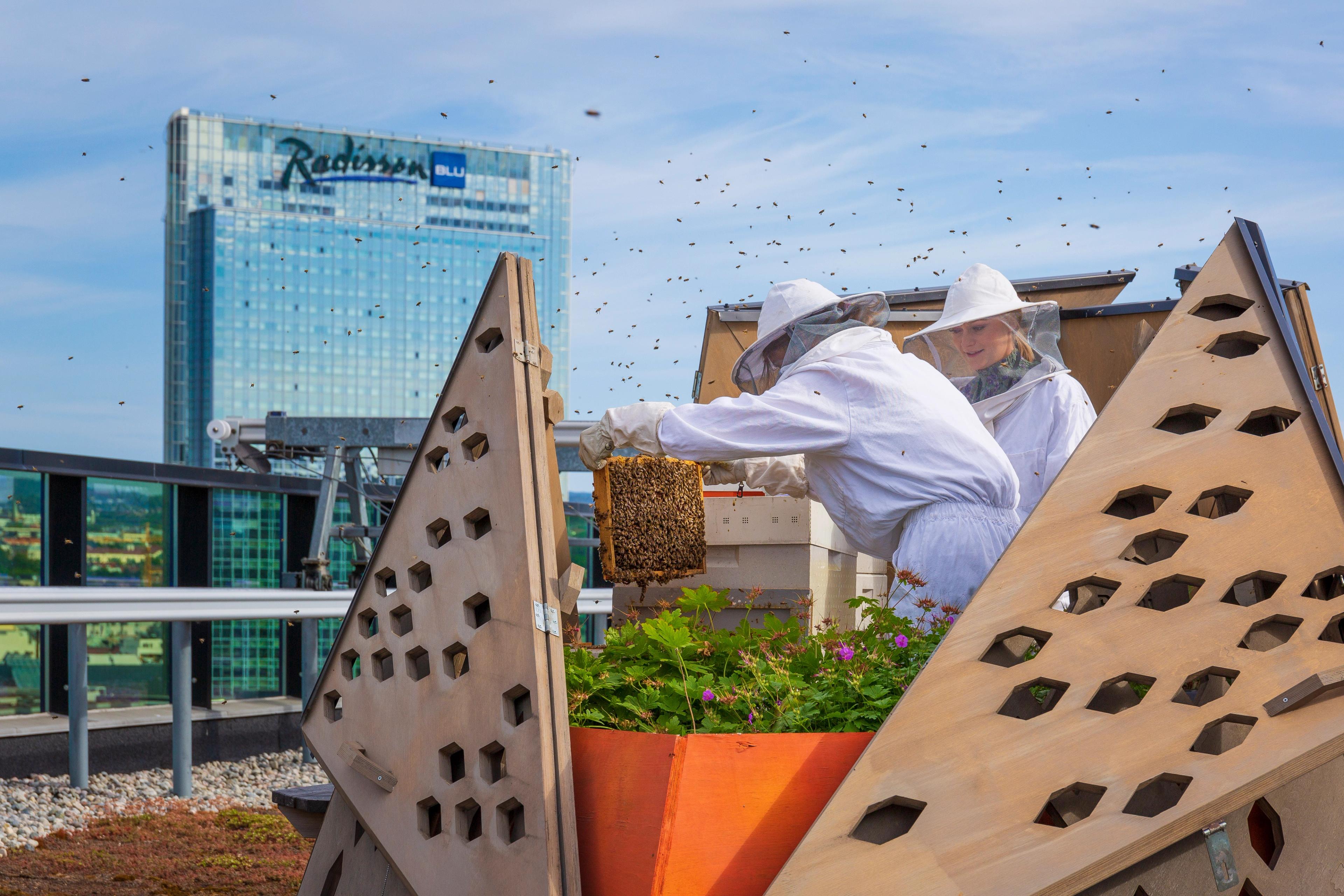 Two beekeepers are working on an urban bee farm on the top of a skyscraper in Oslo