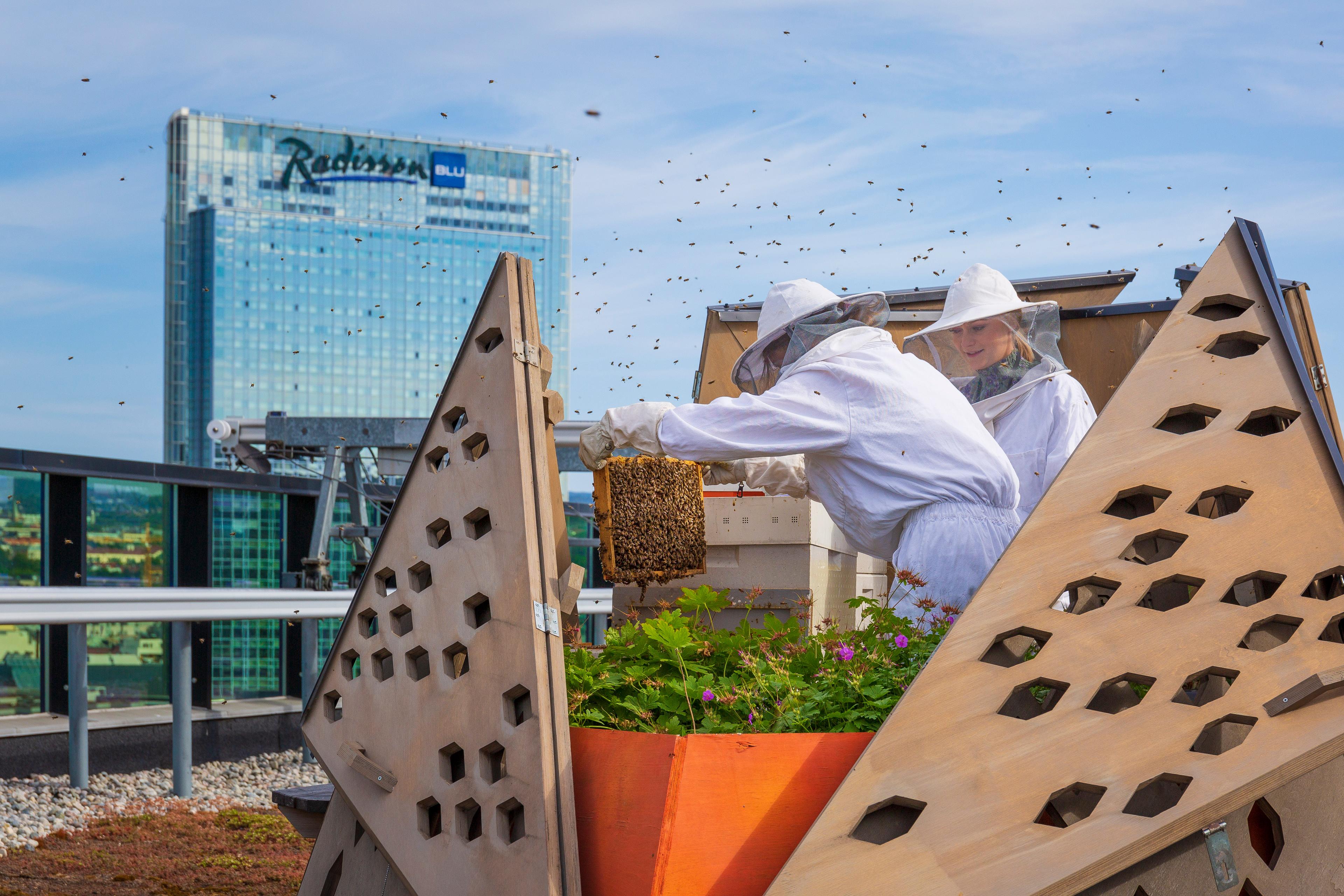 Two beekeepers are working on an urban bee farm on the top of a skyscraper in Oslo