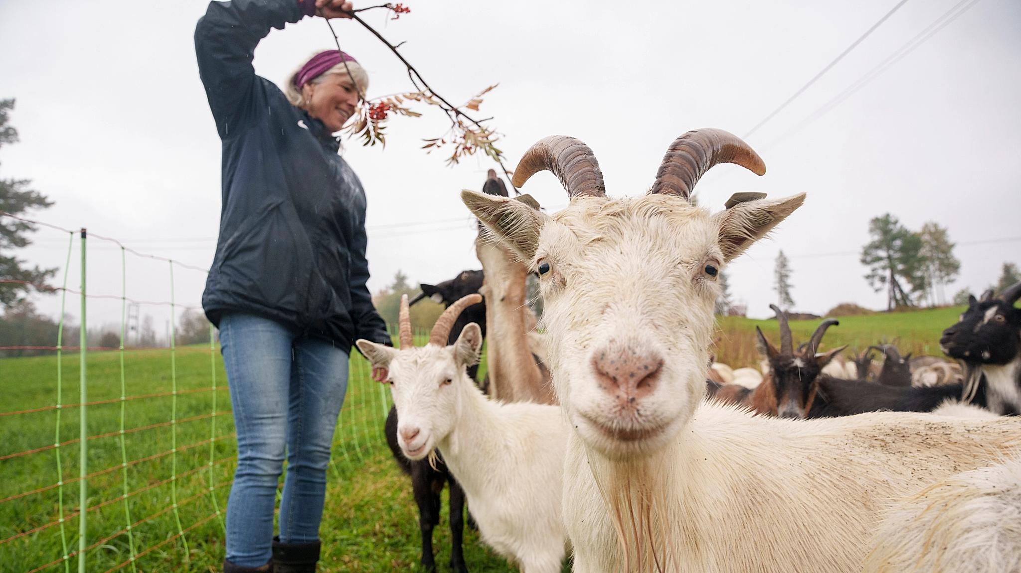 Goats at Nørretogo farm in Valdres