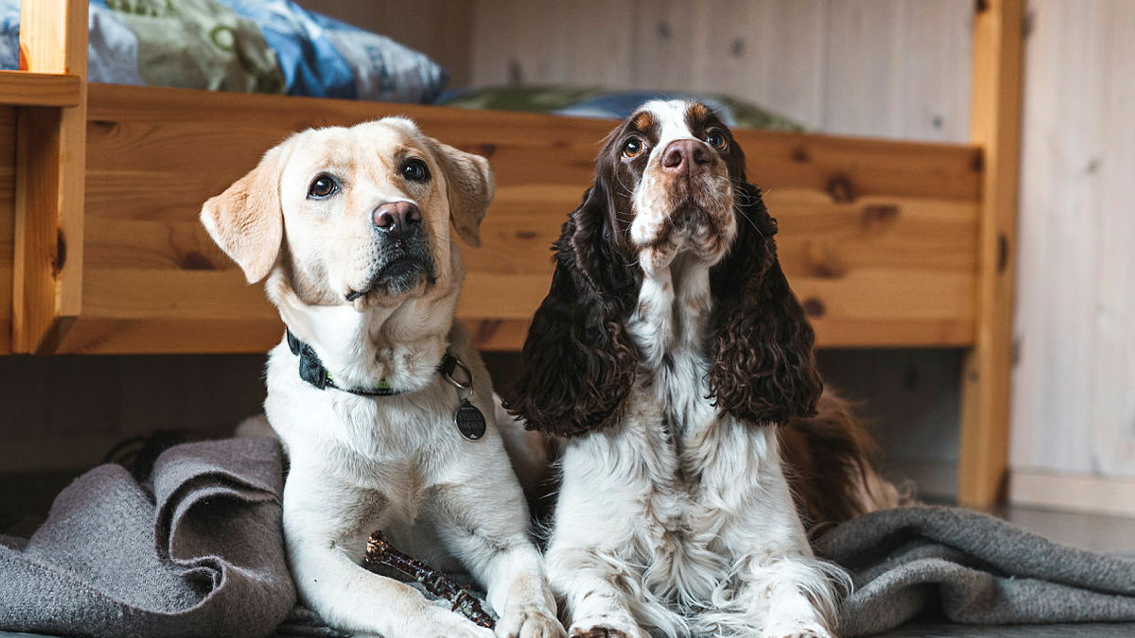 Two dogs inside Kvitlen DNT cabin, Rogaland