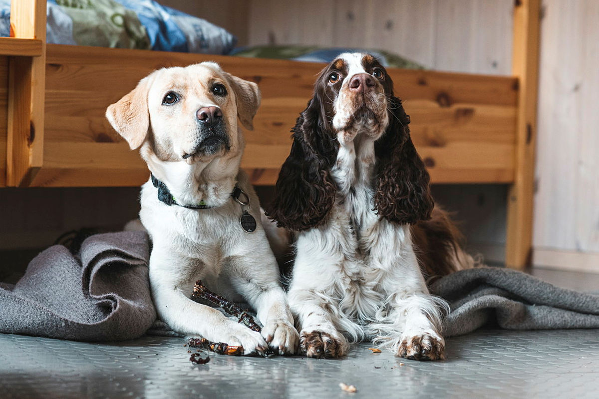 Two dogs inside Kvitlen DNT cabin, Rogaland