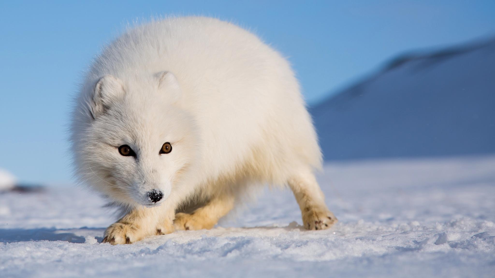 A white Polar fox during Winter in Svalbard, Northern Norway