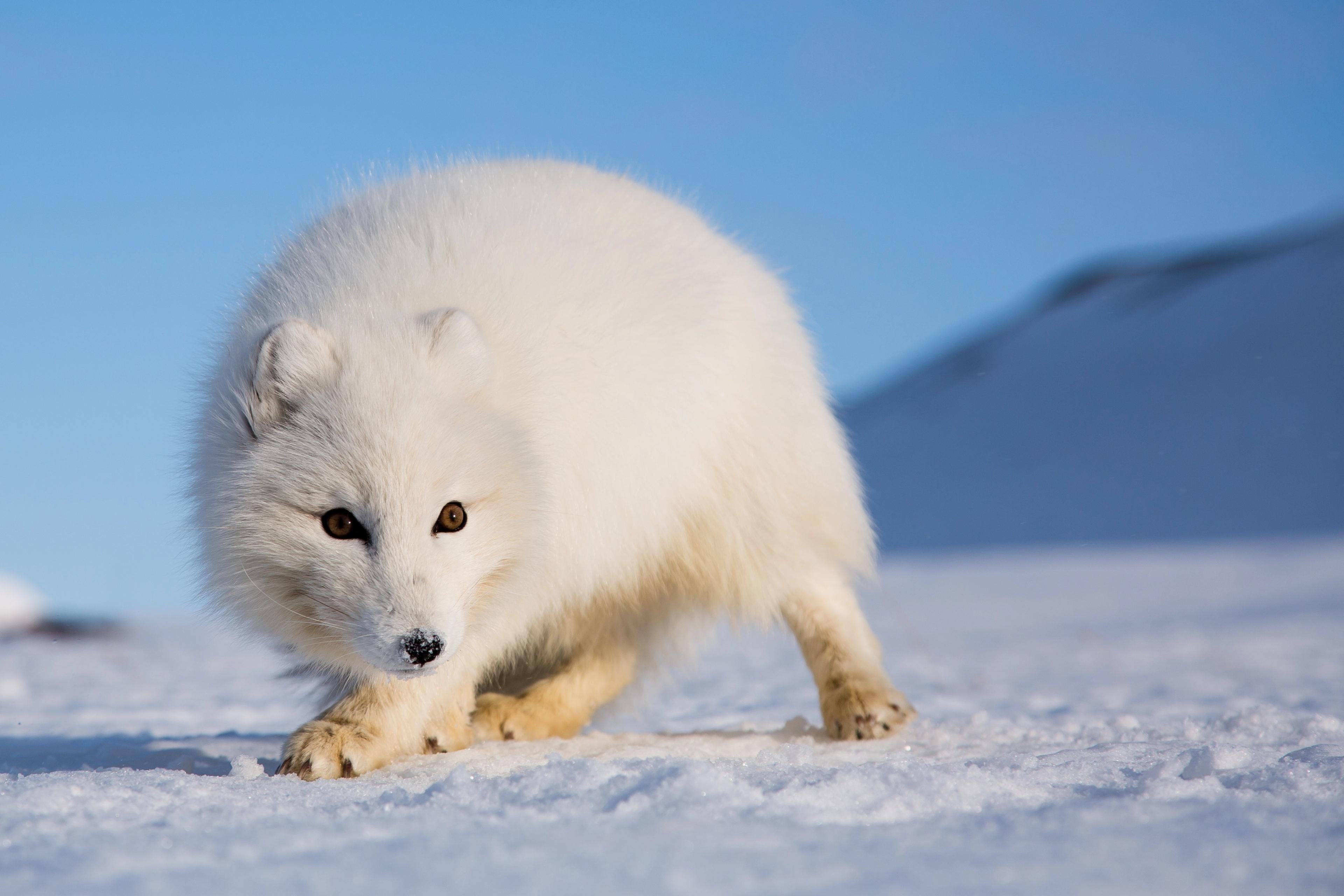A white Polar fox during Winter in Svalbard, Northern Norway