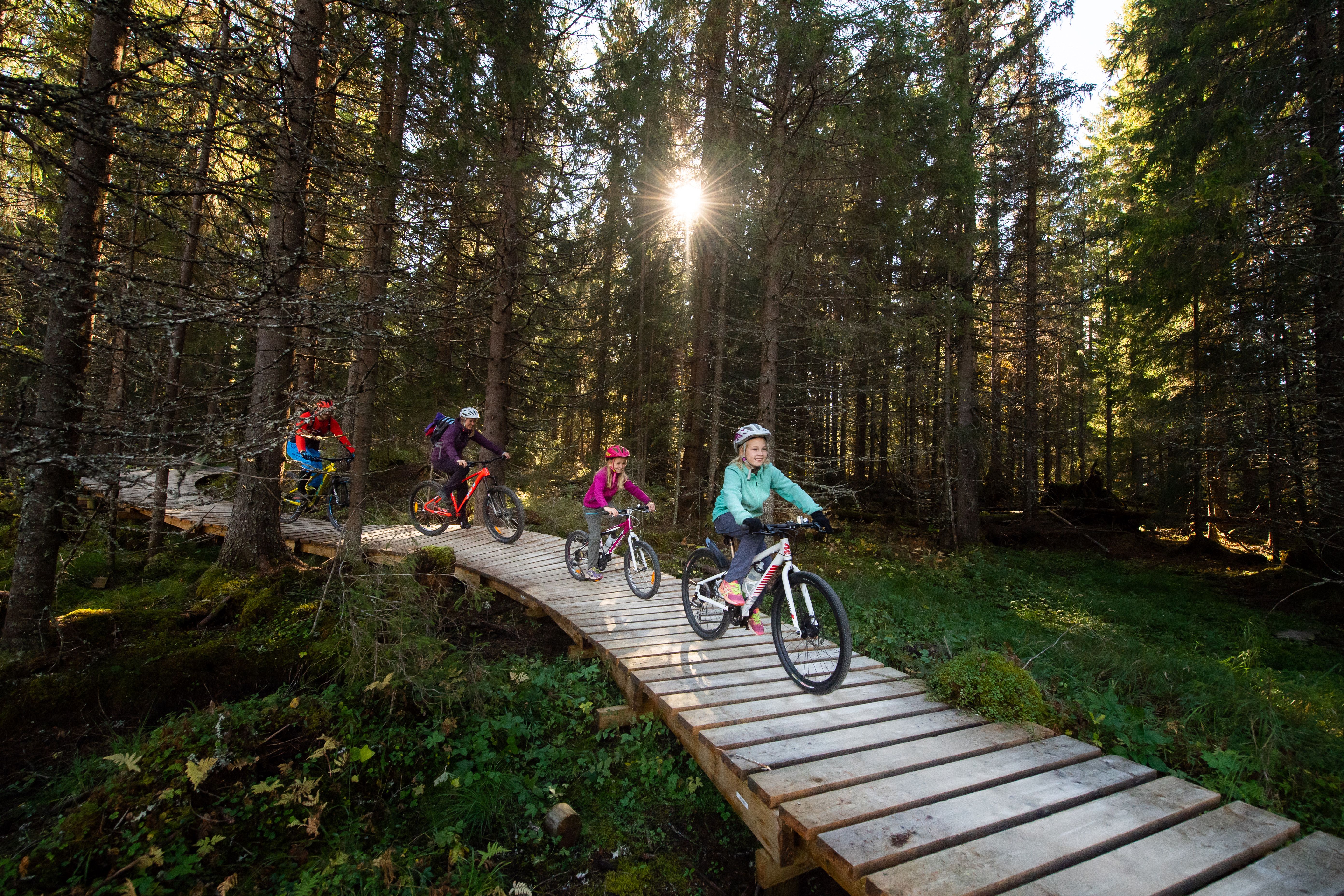 En familj med fyra personer cyklar genom skogarna i Trysil, Østlandet (östra Norge)
