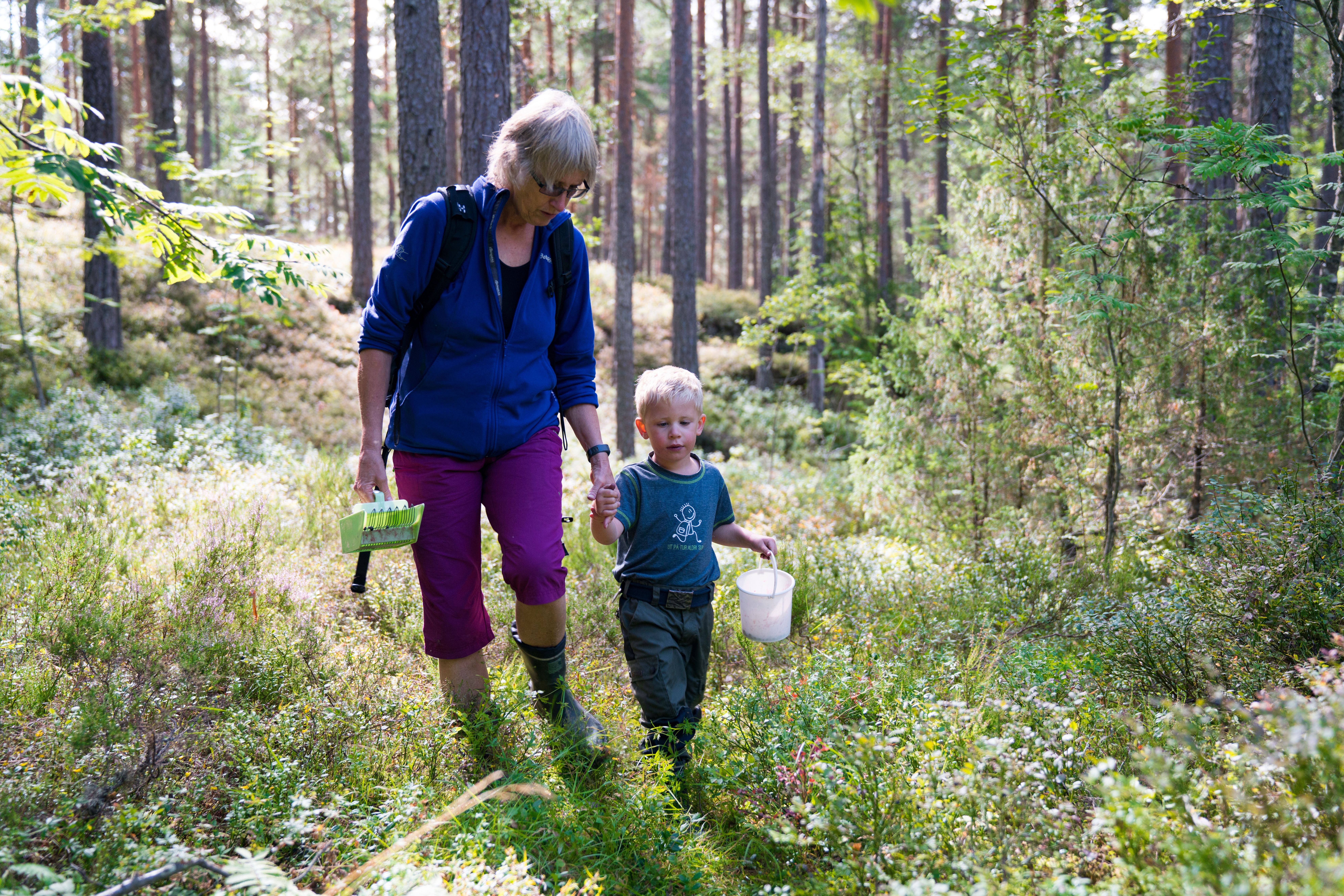 En gutt plukker blåbær med bestemoren sin i skogen utenfor Kongsberg på Østlandet