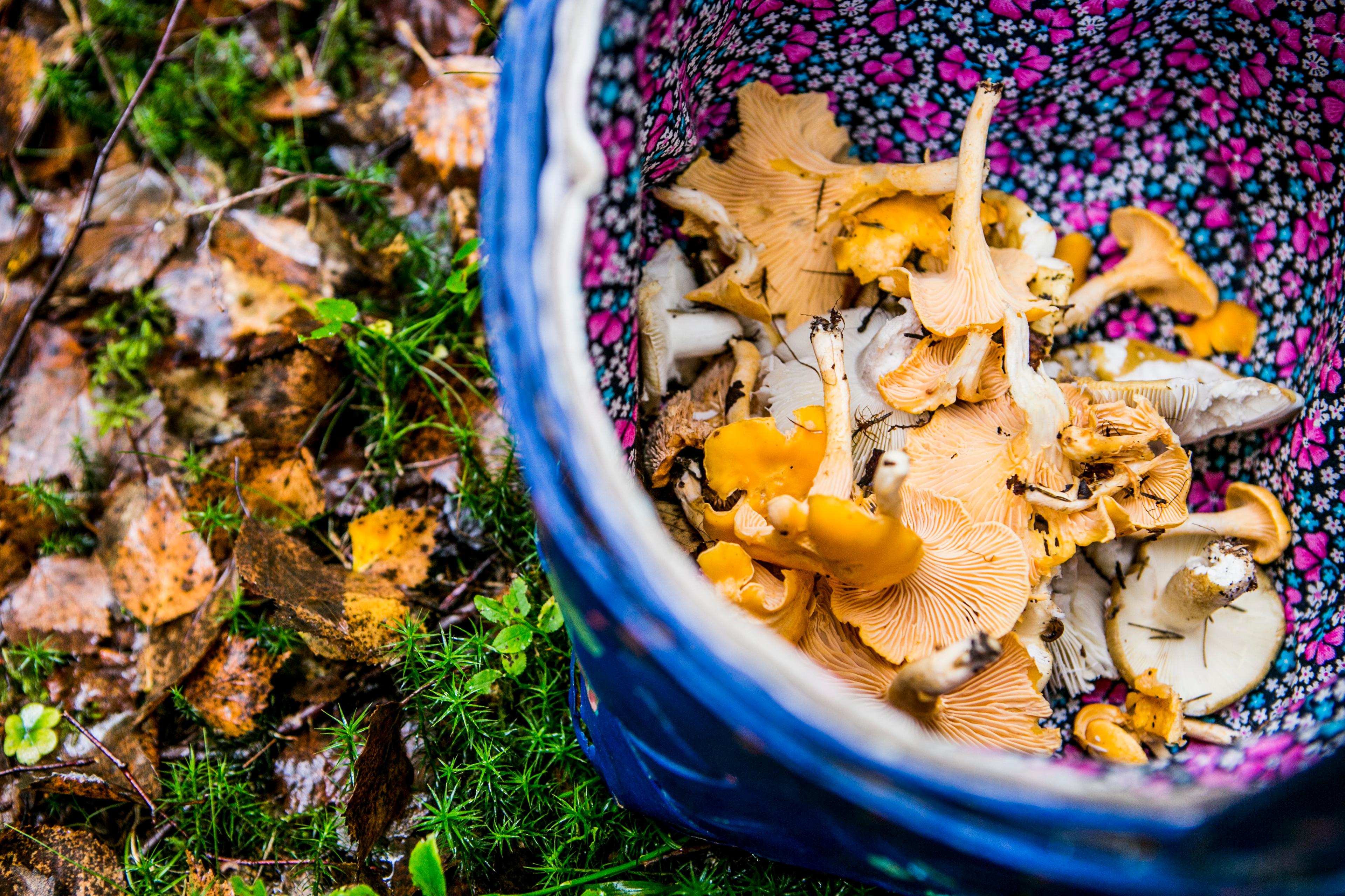 Freshly picked mushrooms from the forest of Moss, Eastern Norway