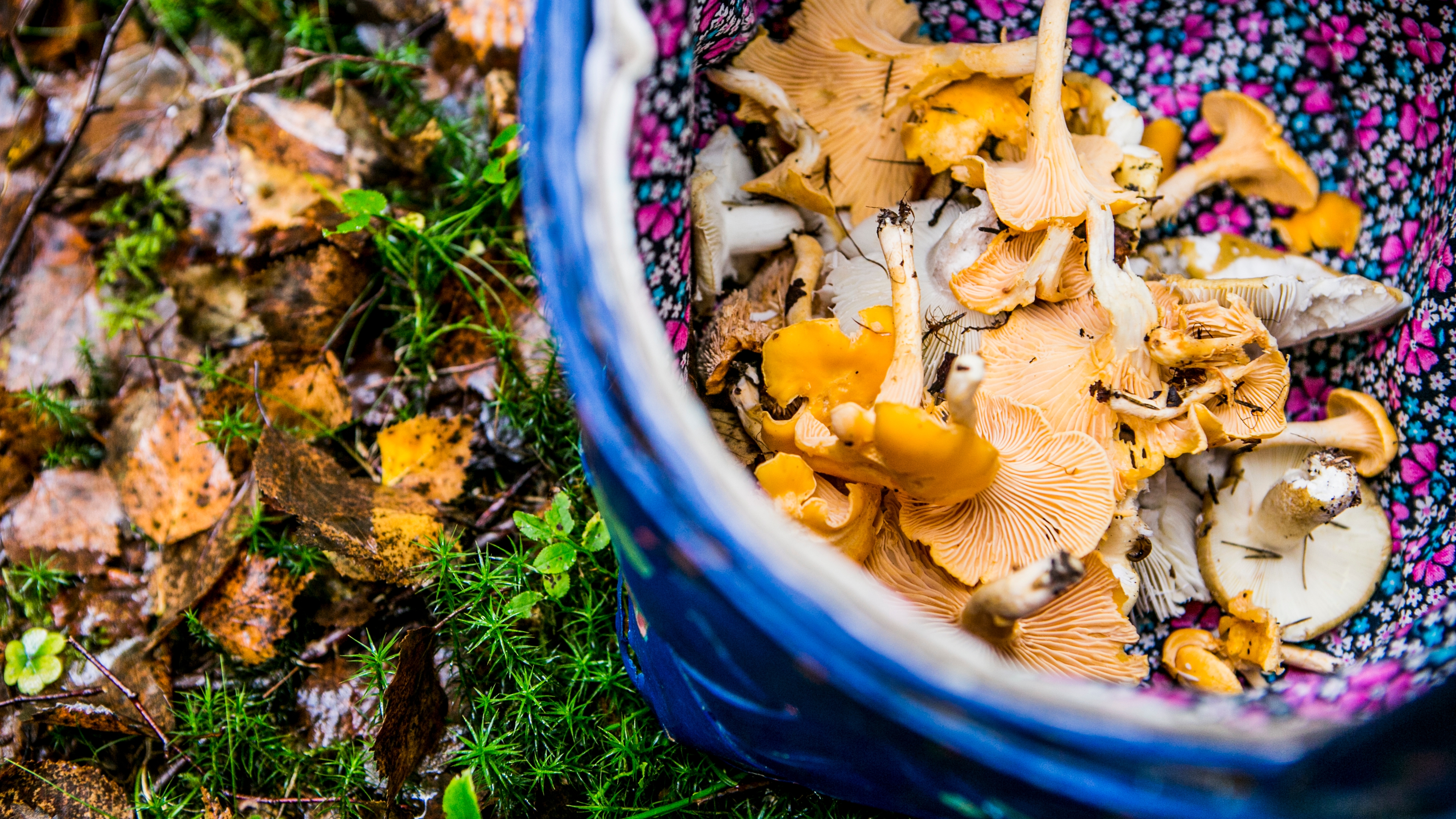 Freshly picked mushrooms from the forest of Moss, Eastern Norway