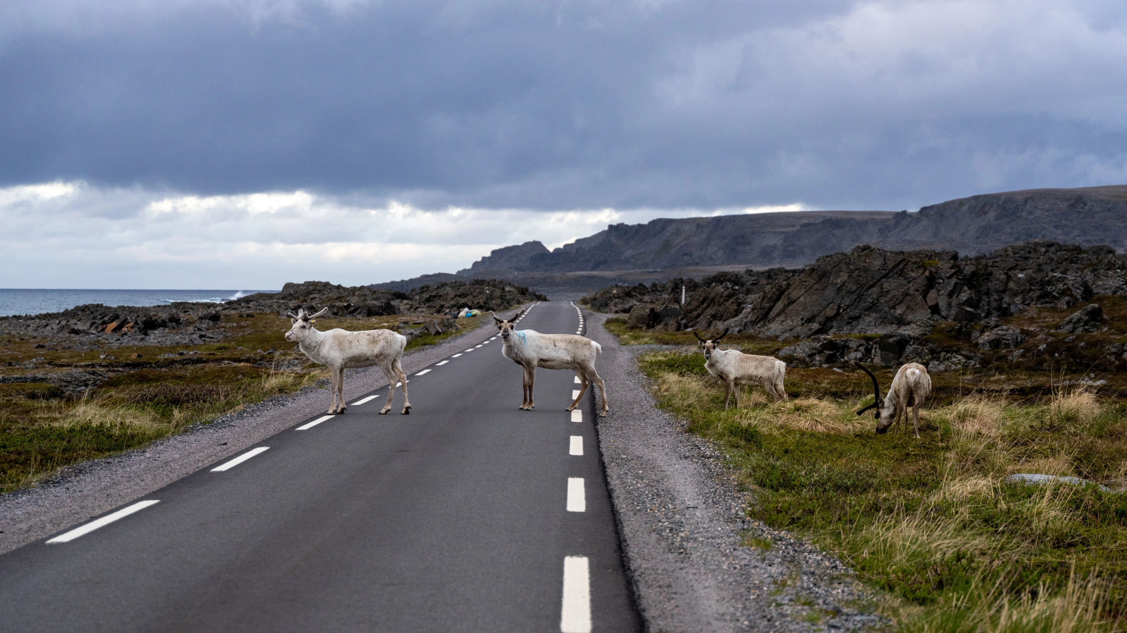 Reindeer crossing the road in Varanger, Northern Norway