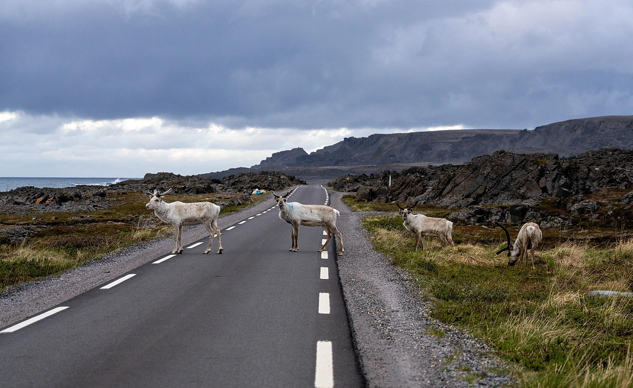 Reindeer crossing the road in Varanger, Northern Norway