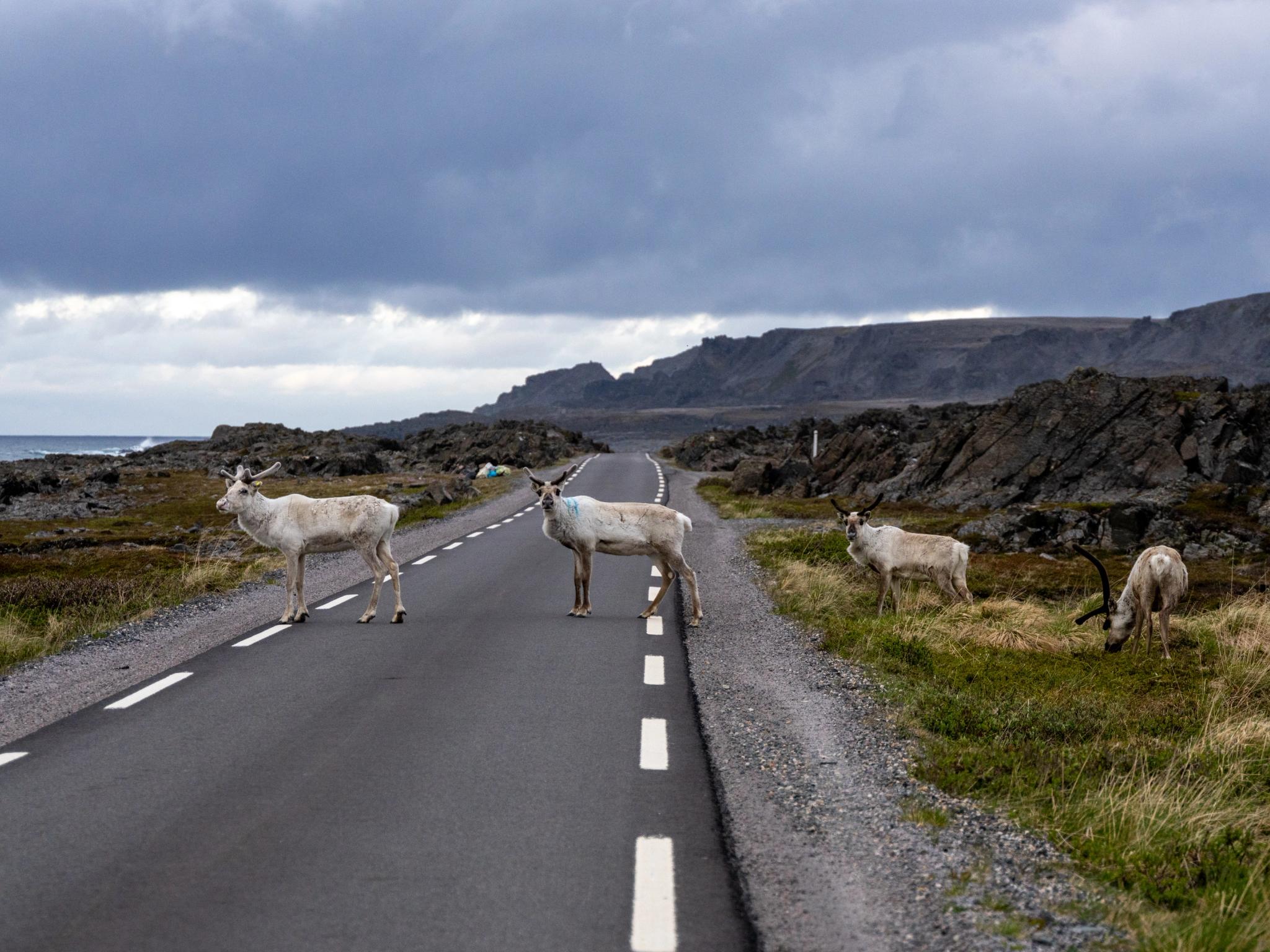 Reindeer crossing the road in Varanger, Northern Norway