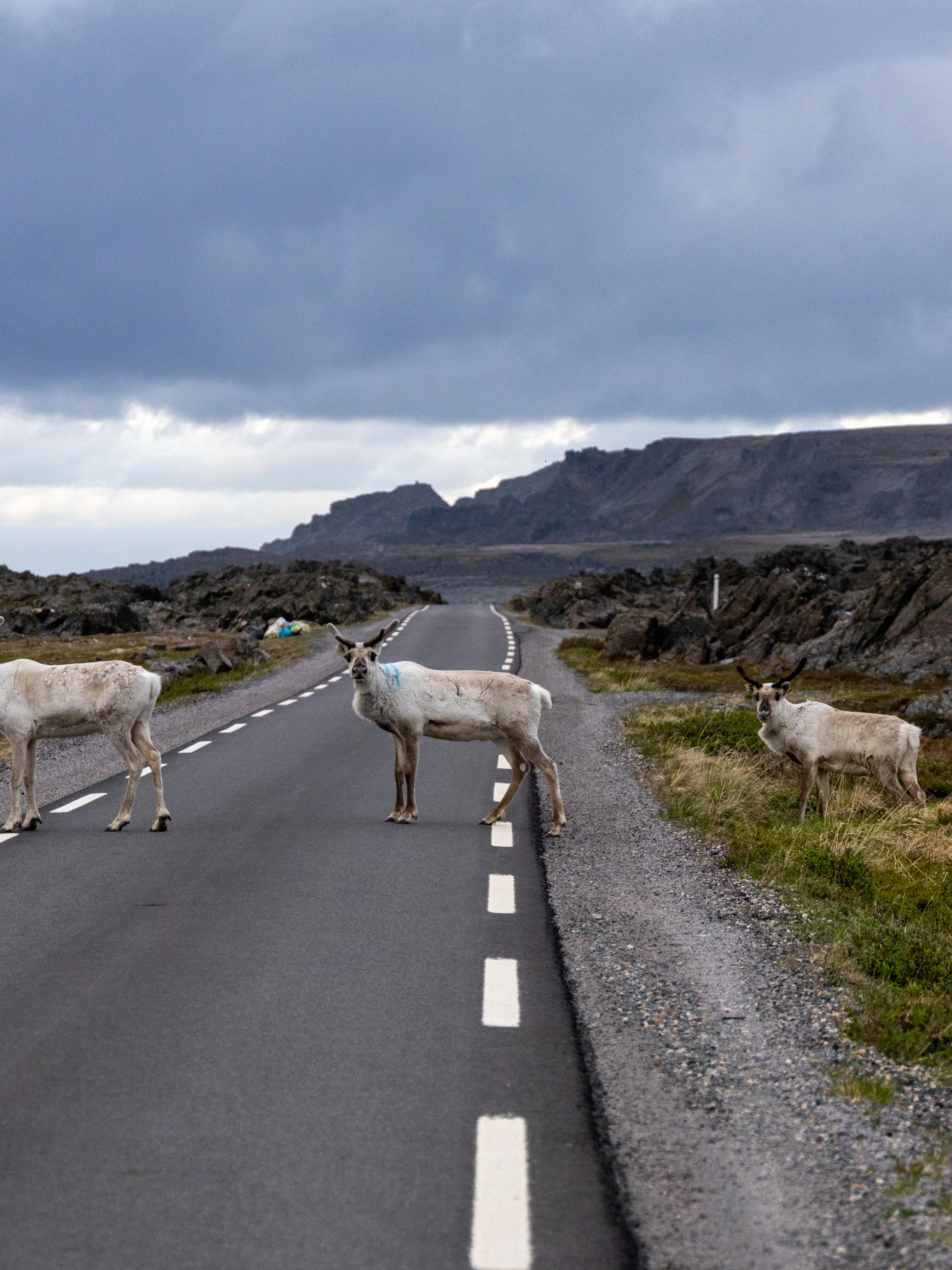 Reindeer crossing the road in Varanger, Northern Norway