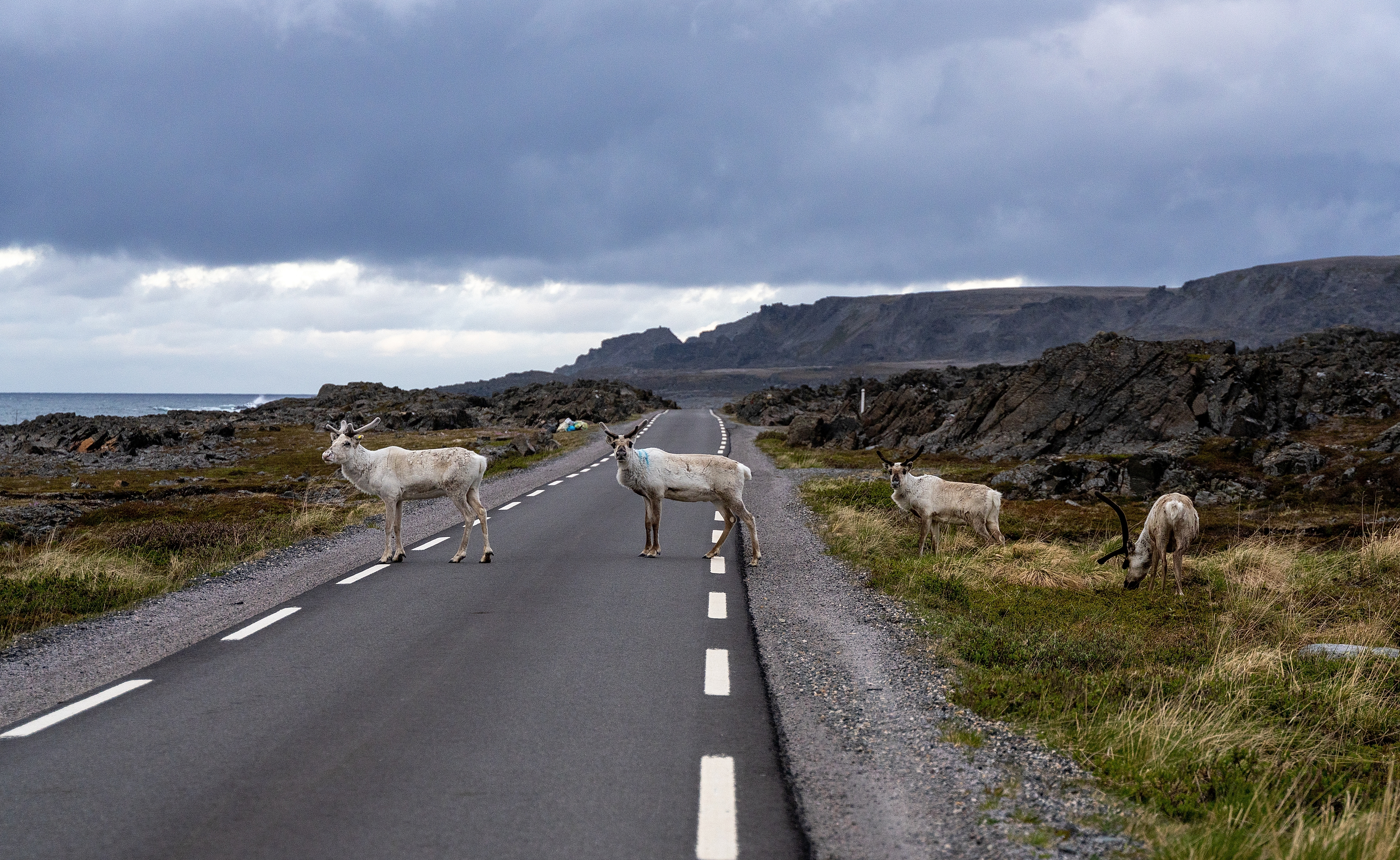 Reindeer crossing the road in Varanger, Northern Norway
