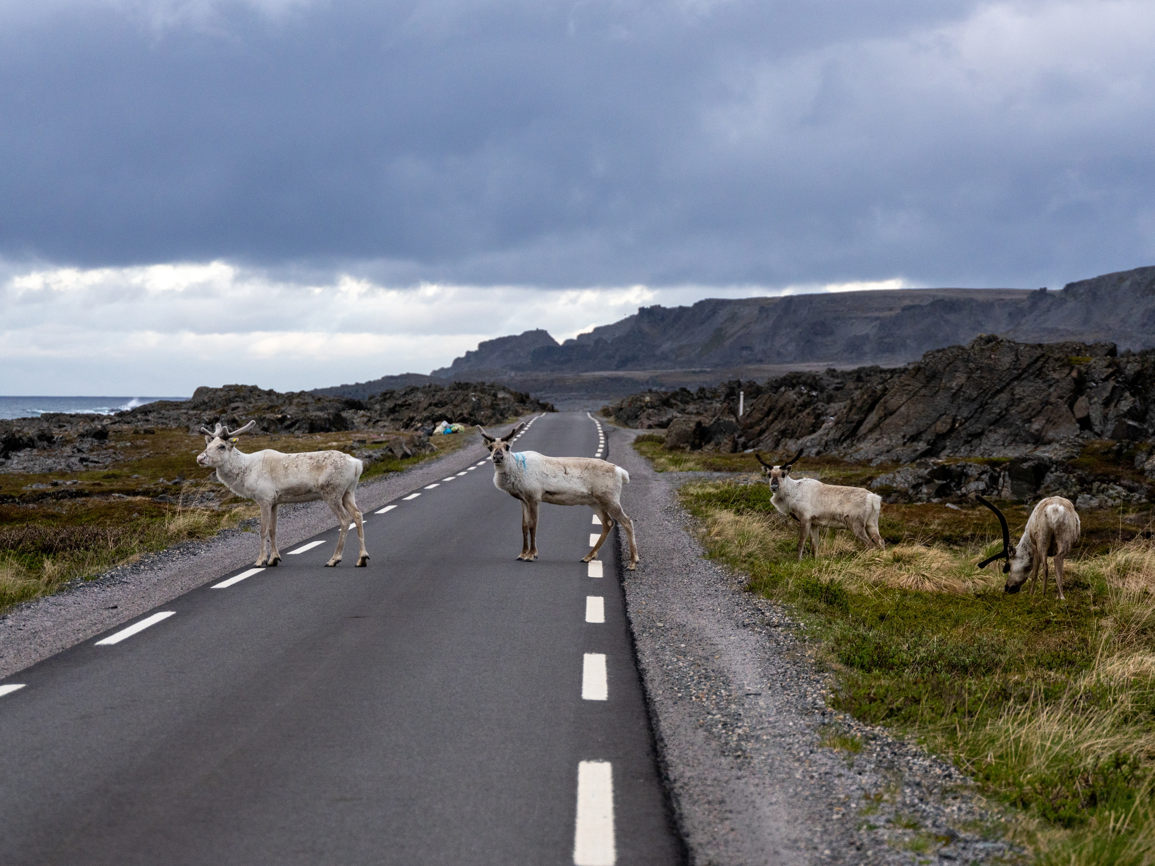 Reindeer crossing the road in Varanger, Northern Norway