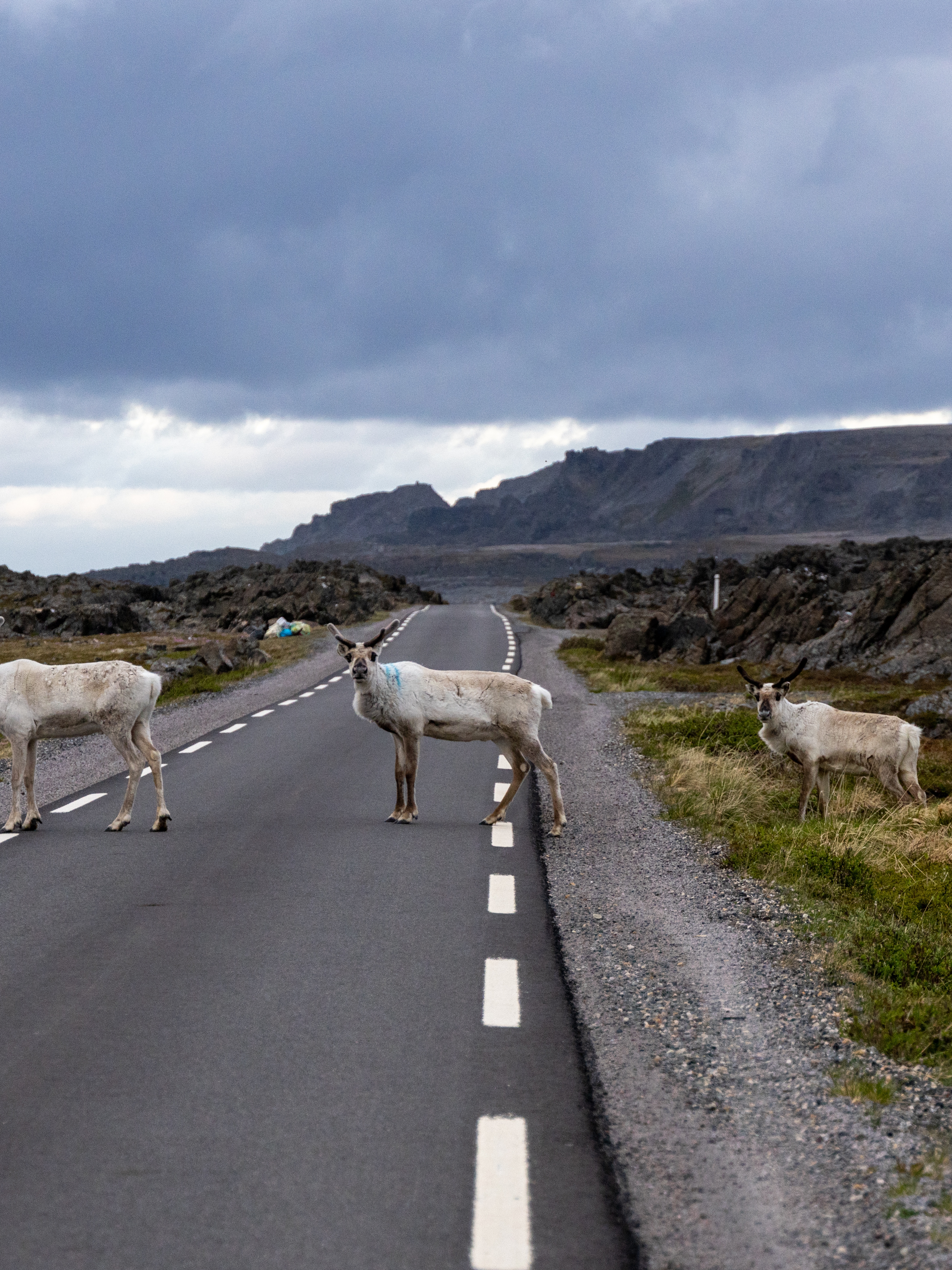 Reindeer crossing the road in Varanger, Northern Norway