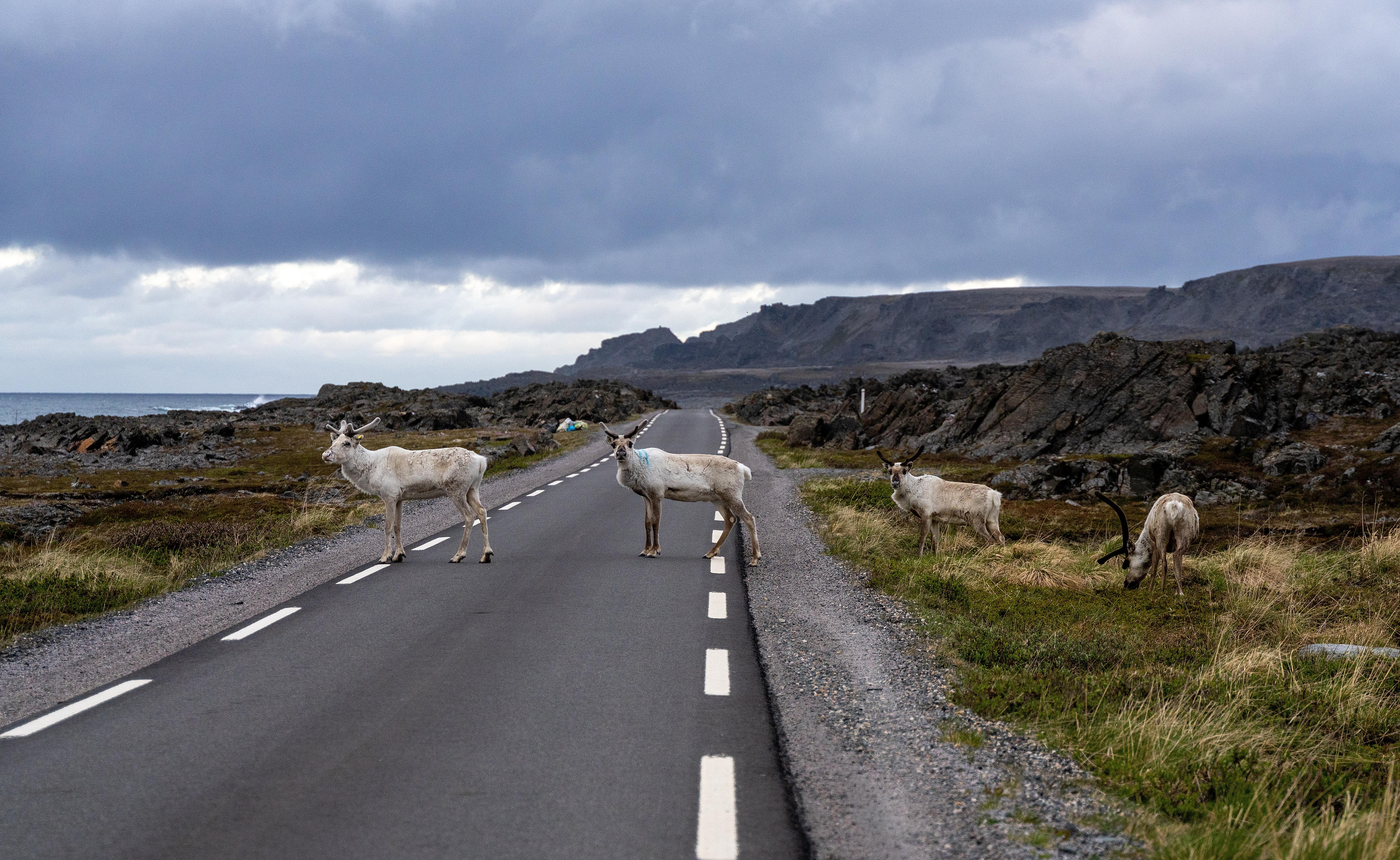 Reindeer crossing the road in Varanger, Northern Norway