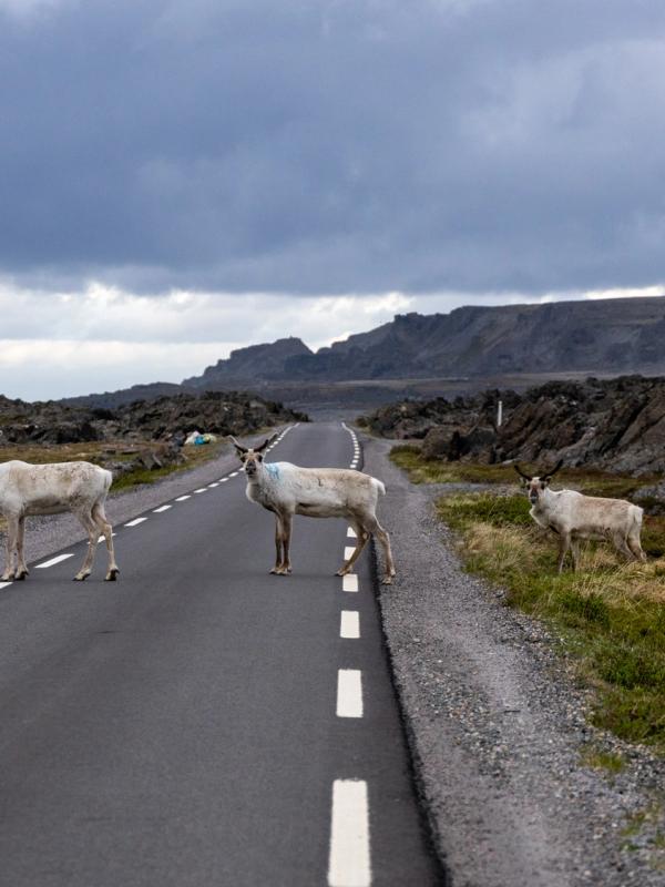 Reindeer crossing the road in Varanger, Northern Norway