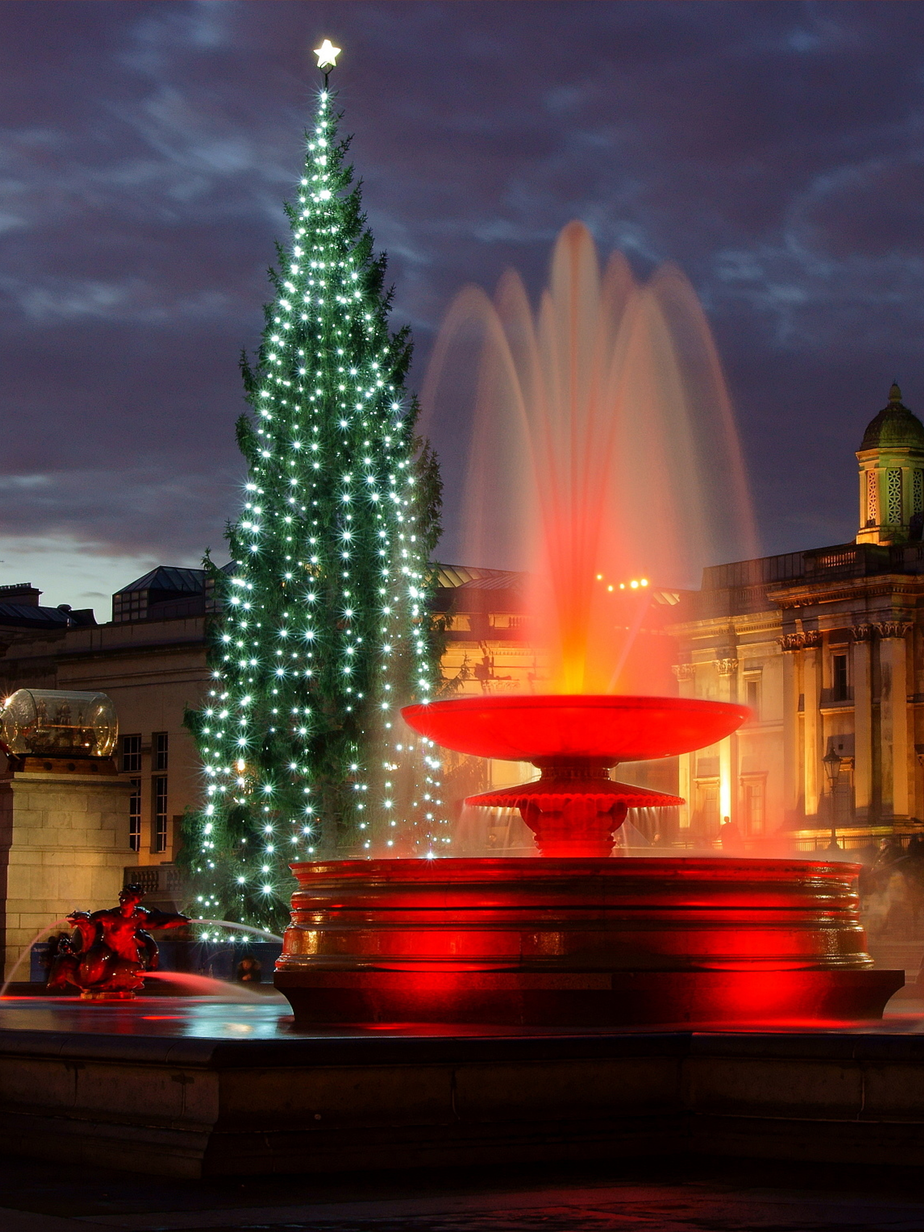 Christmas tree at Trafalgar Square at night in London