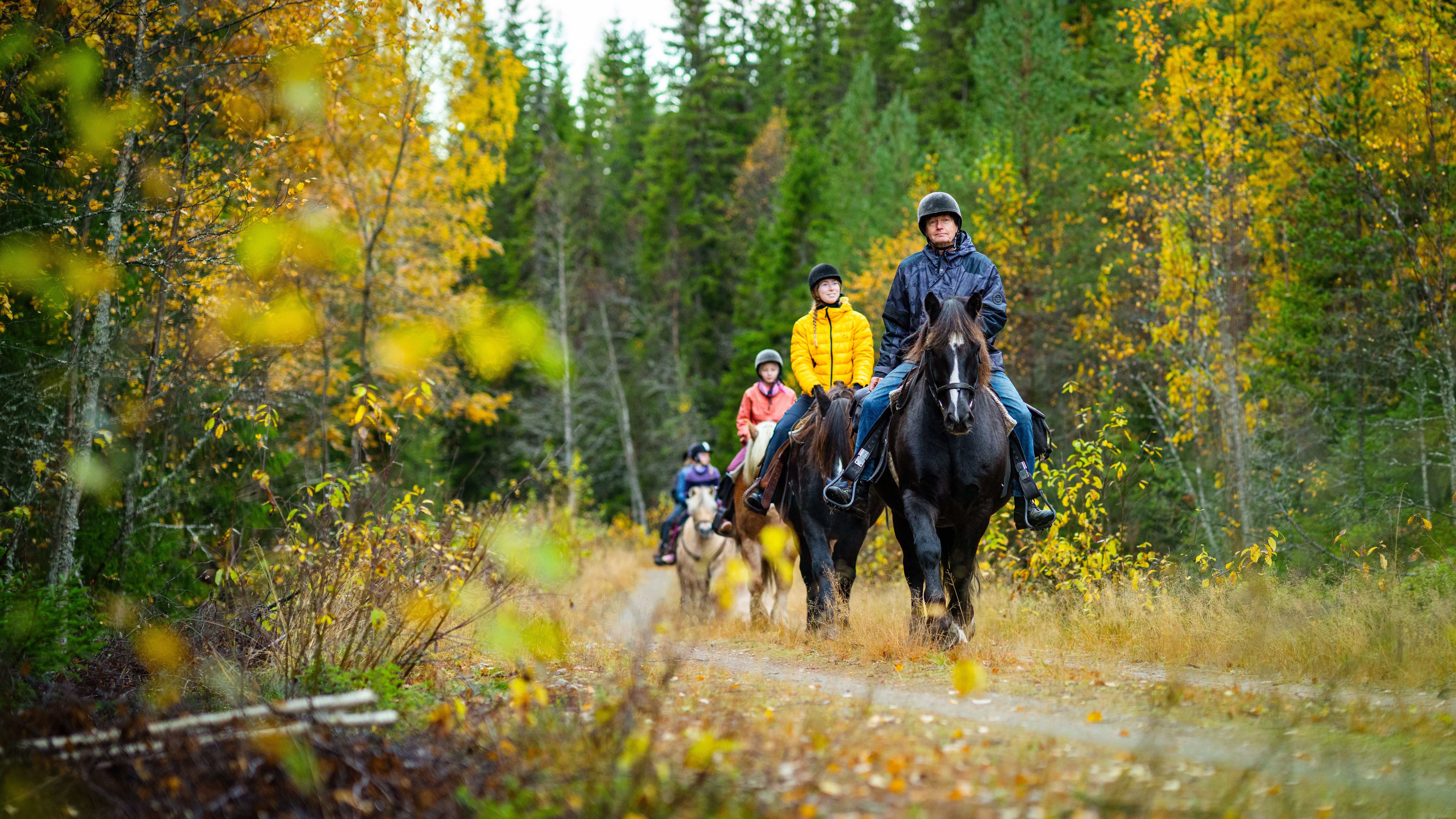 A group of people are riding horses in the forests of Trysil in Eastern Norway