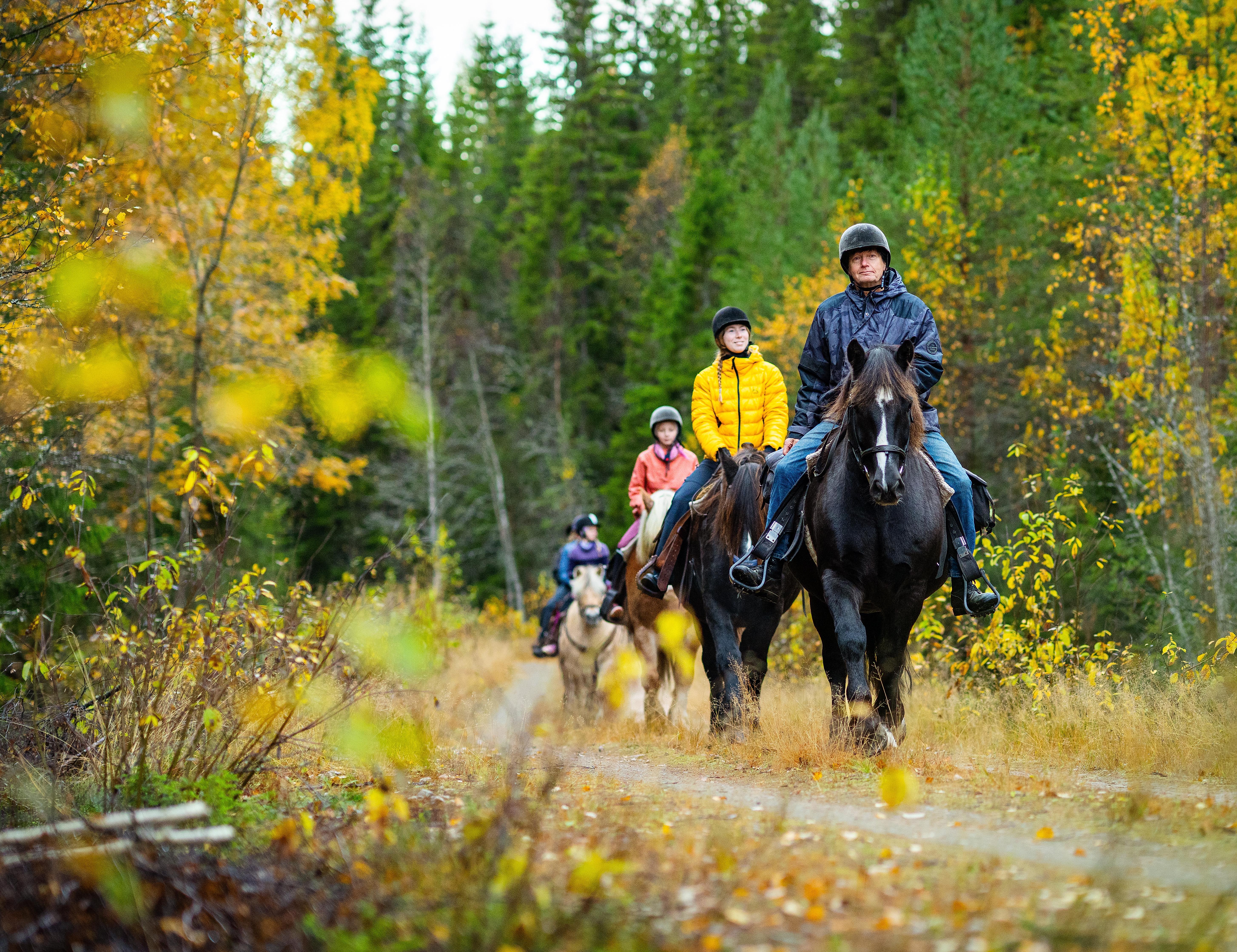 A group of people are riding horses in the forests of Trysil in Eastern Norway
