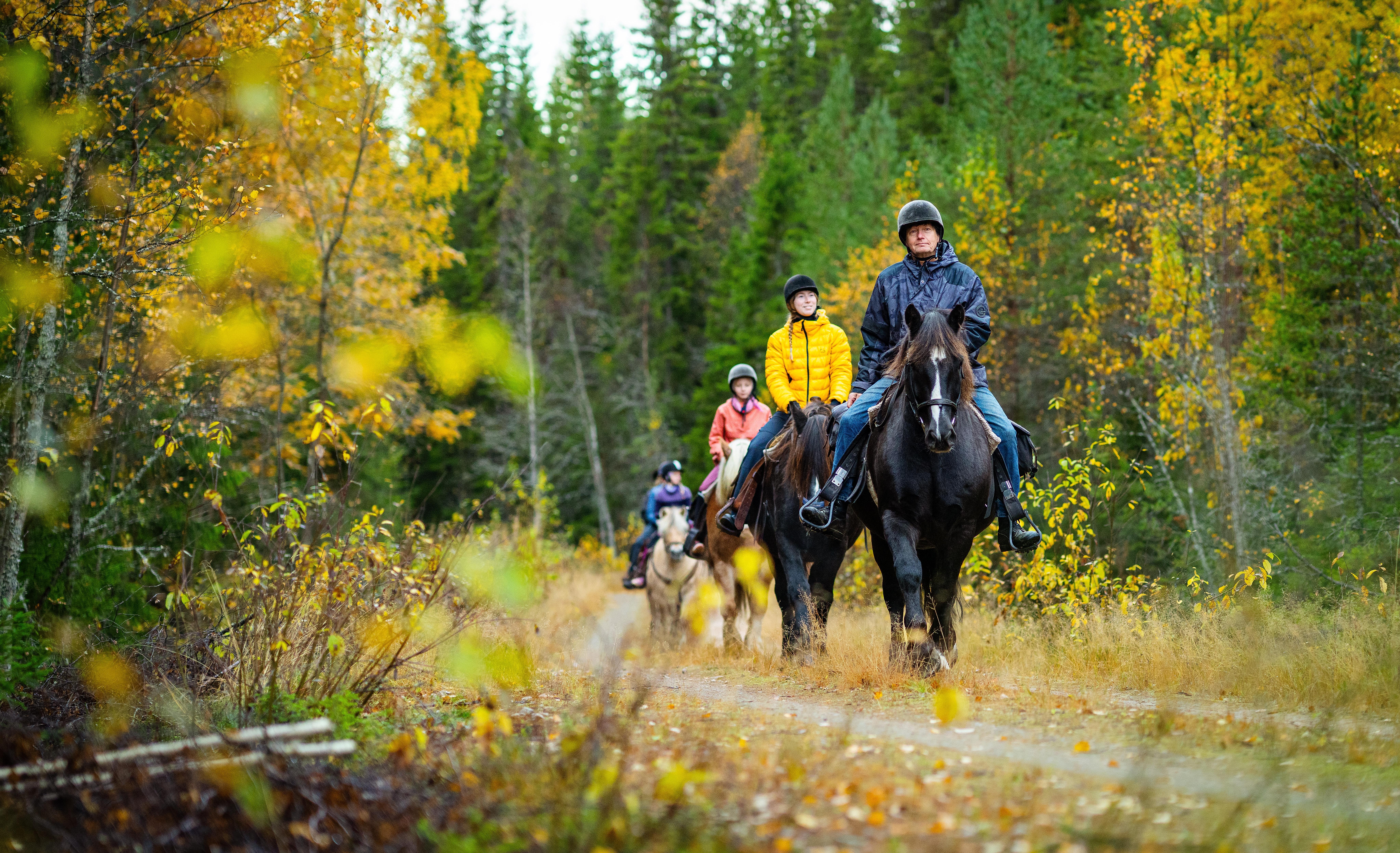 A group of people are riding horses in the forests of Trysil in Eastern Norway