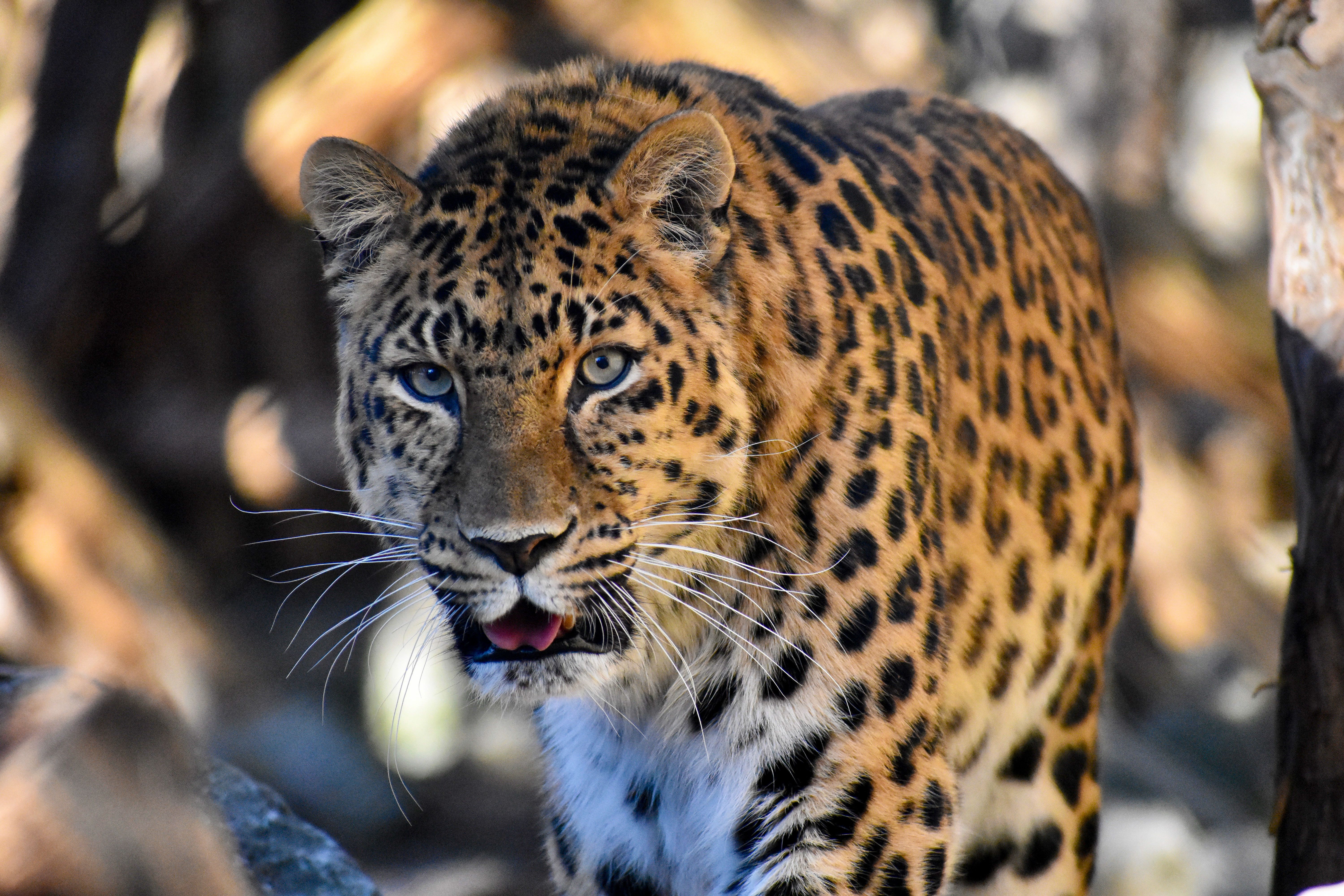 A close-up of a leopard in the Bear Park in Flå, Hallingdal, Eastern Norway