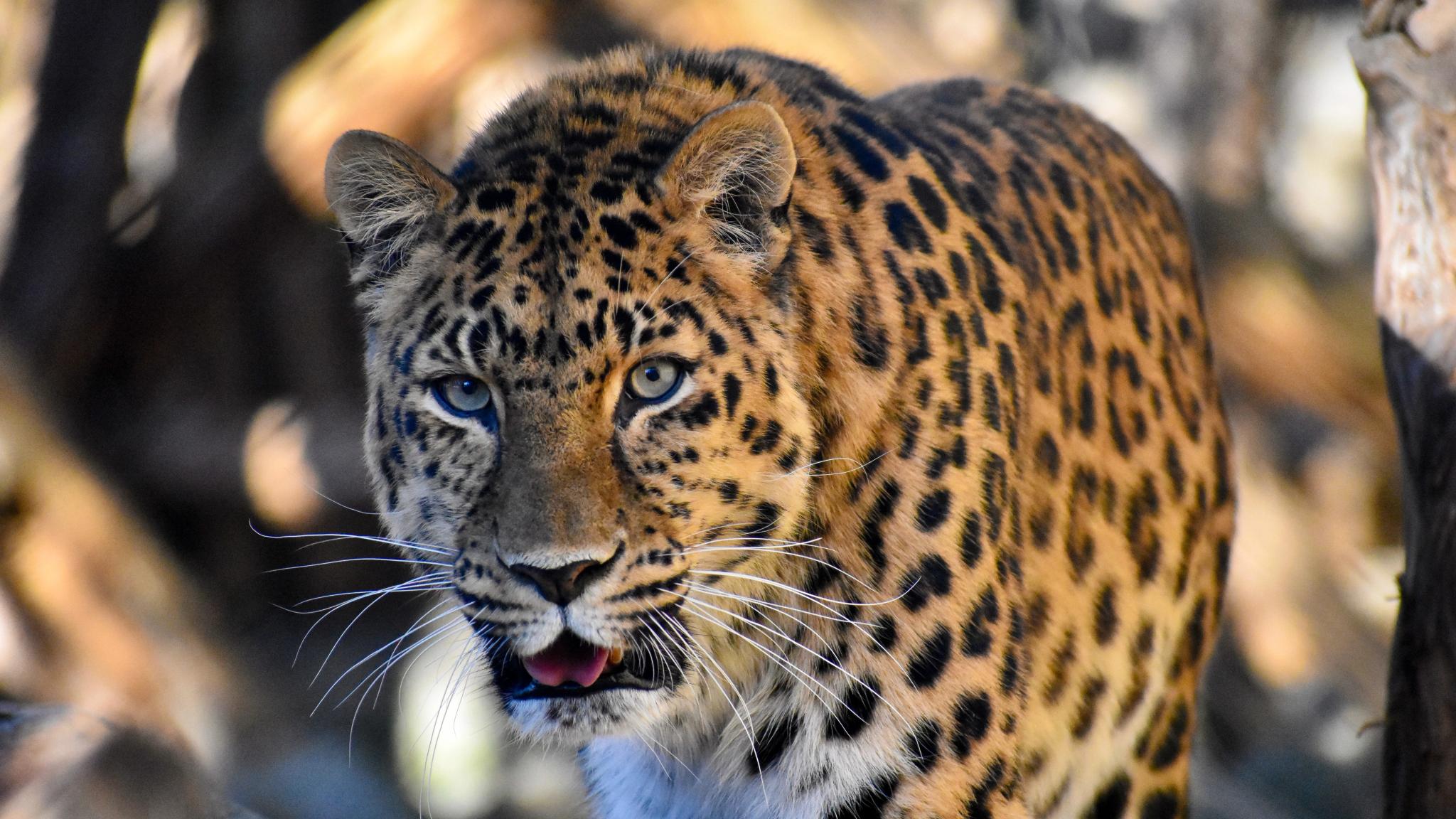 A close-up of a leopard in the Bear Park in Flå, Hallingdal, Eastern Norway
