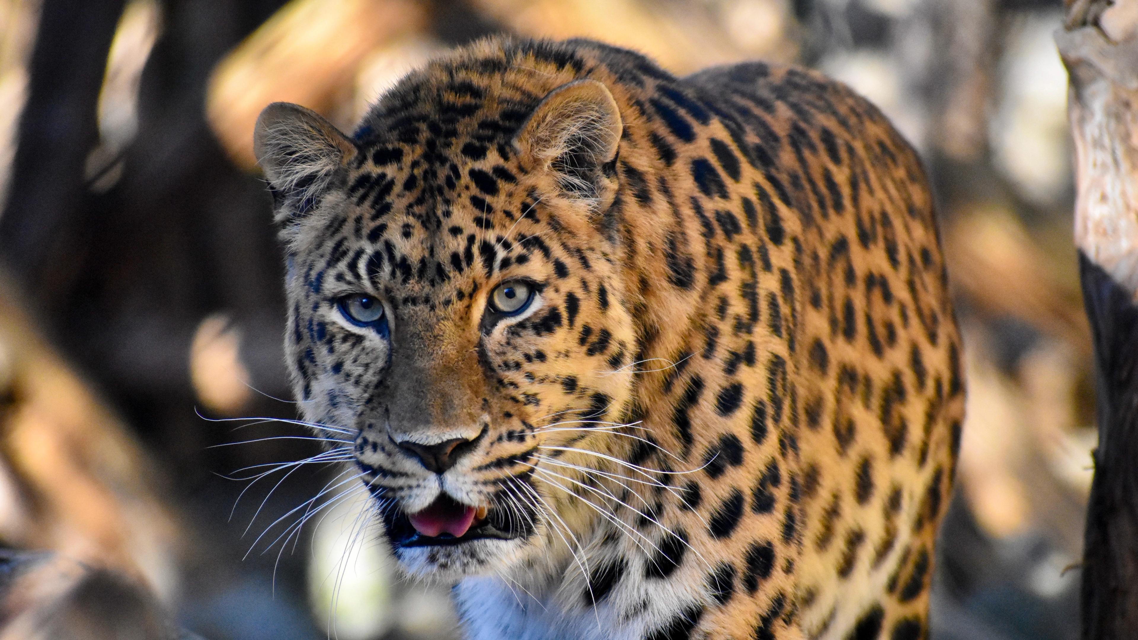 A close-up of a leopard in the Bear Park in Flå, Hallingdal, Eastern Norway