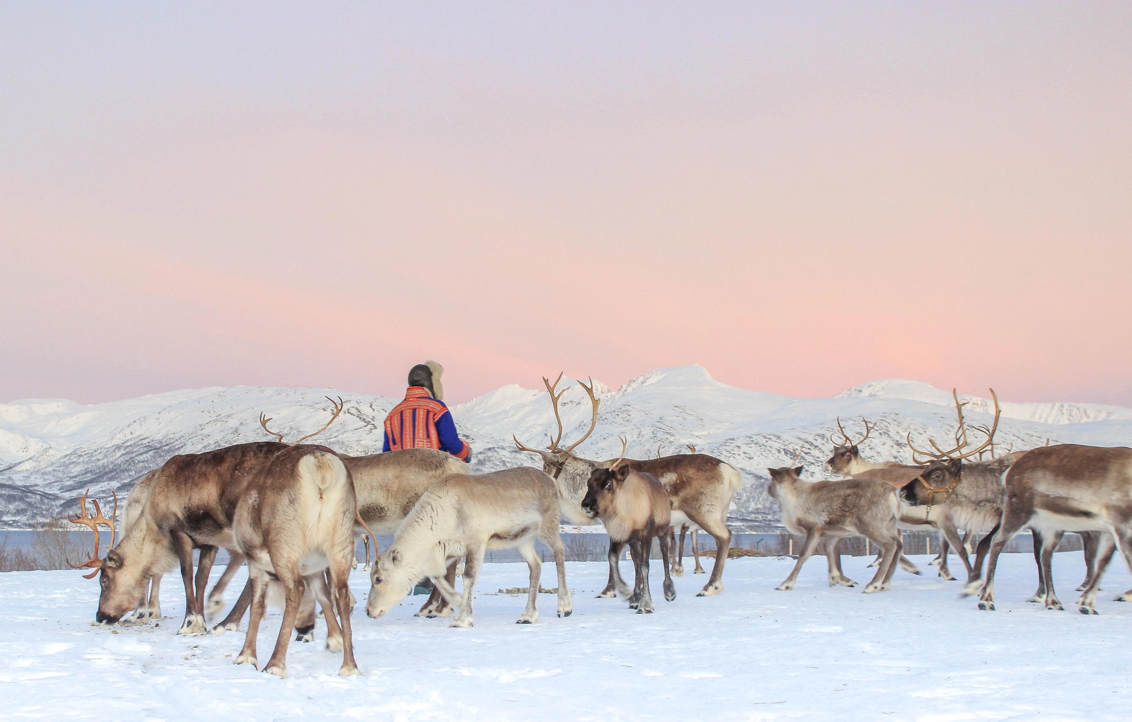 A sami with his reindeer in a winter landscape.