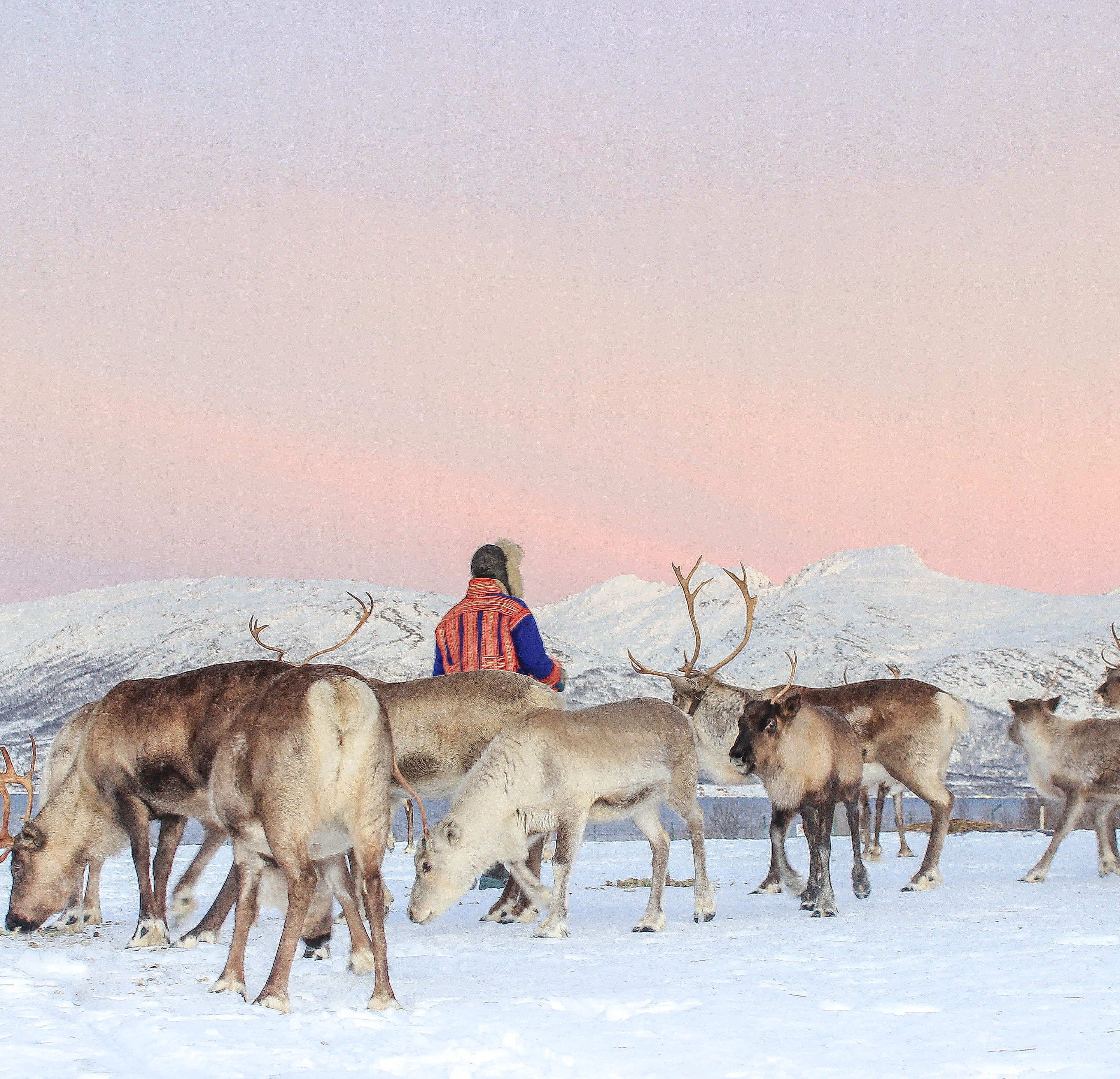 A sami with his reindeer in a winter landscape.