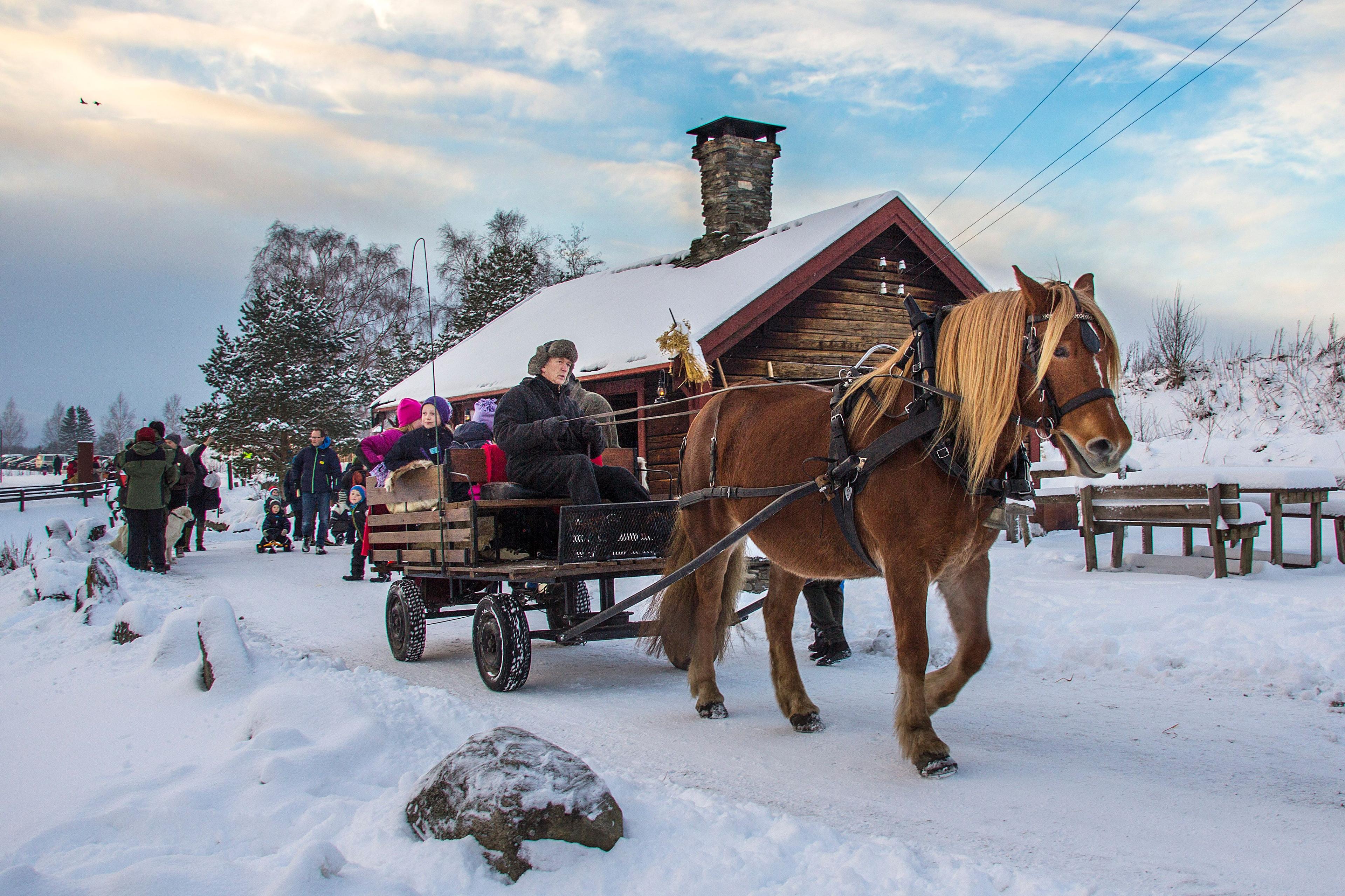 A horse and carriage riding through the snow at Stiklestad in Trøndelag, Norway