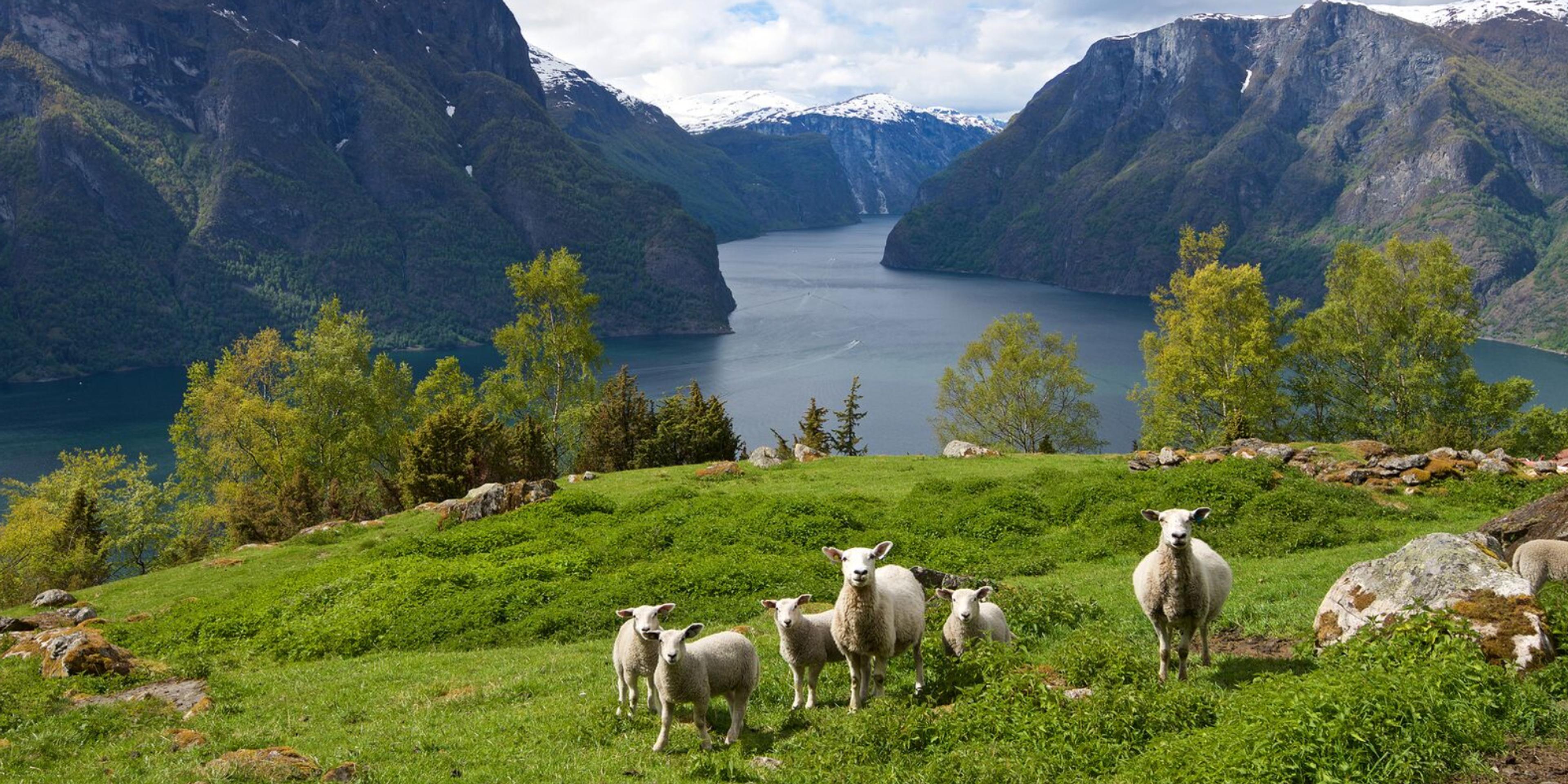 Sheep grazing in Auralndsfjorden