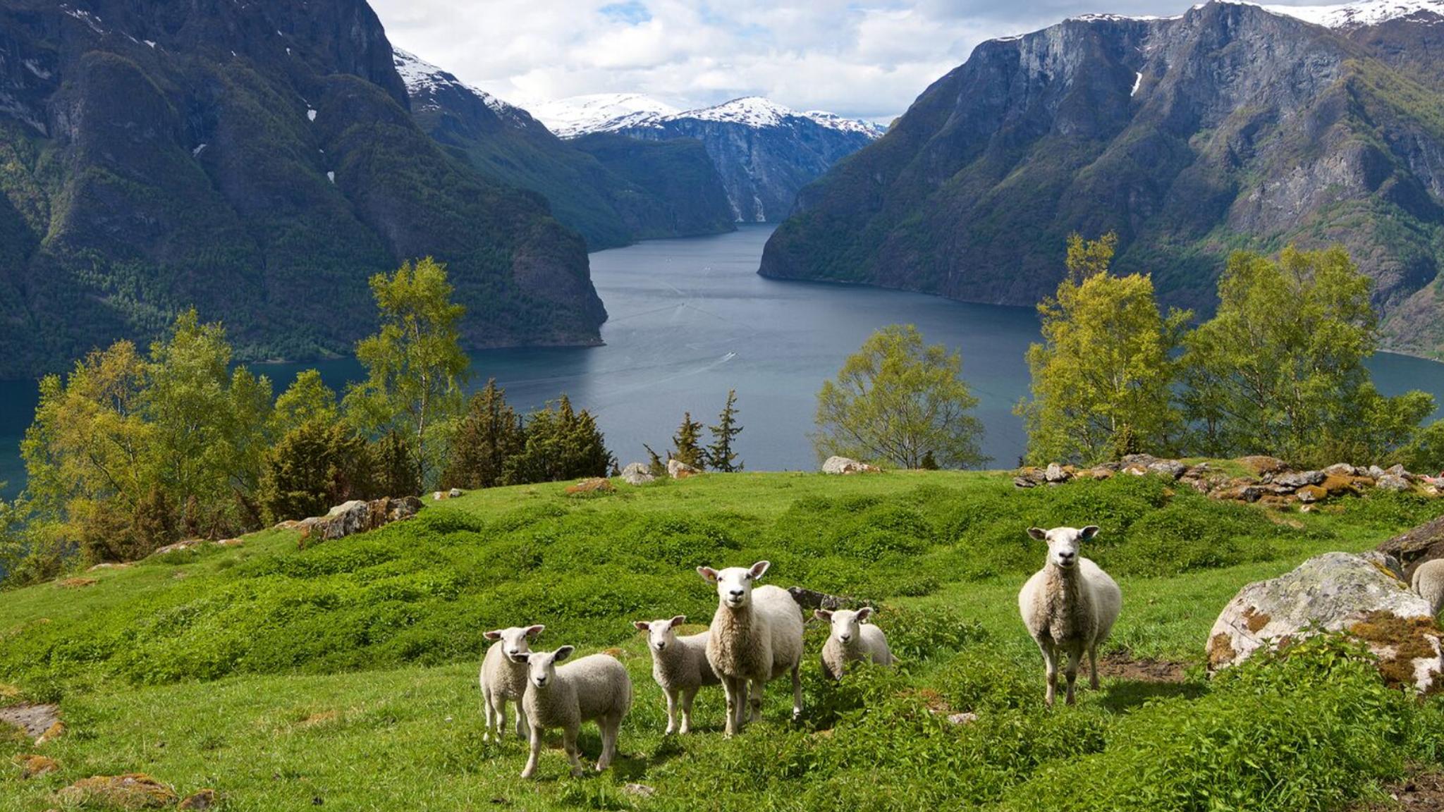 Sau på beite i Aurlandsfjorden
