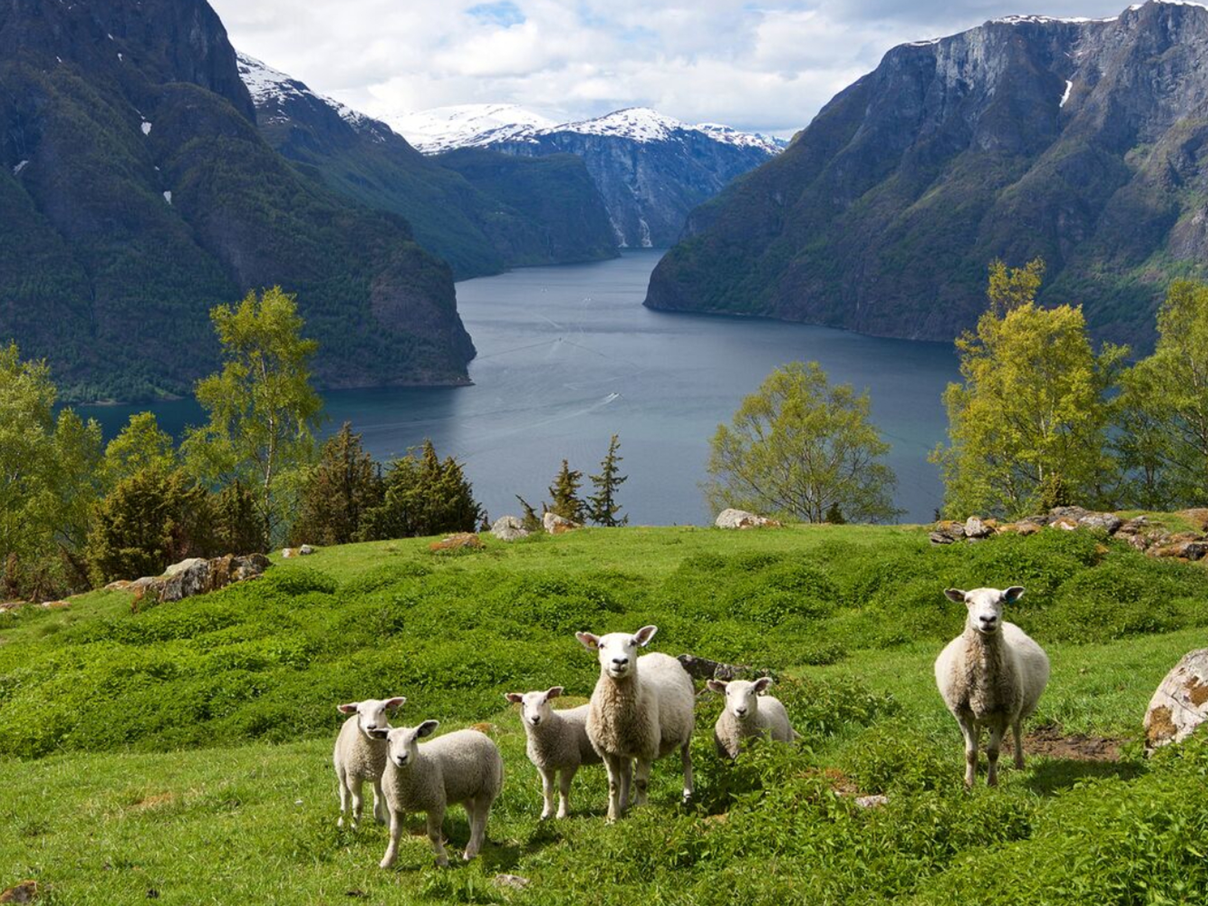 Sheep grazing in Auralndsfjorden