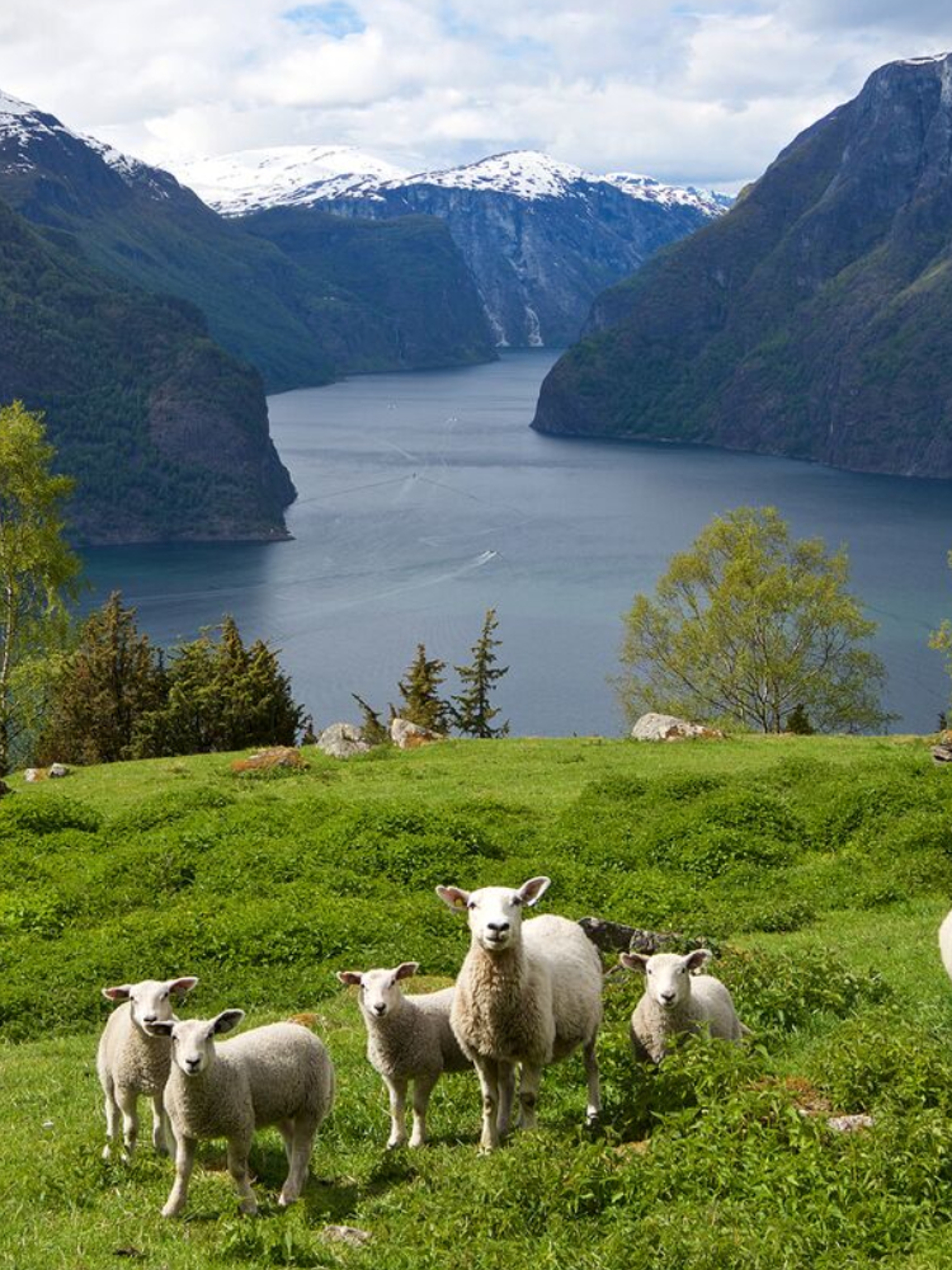 Sheep grazing in Auralndsfjorden