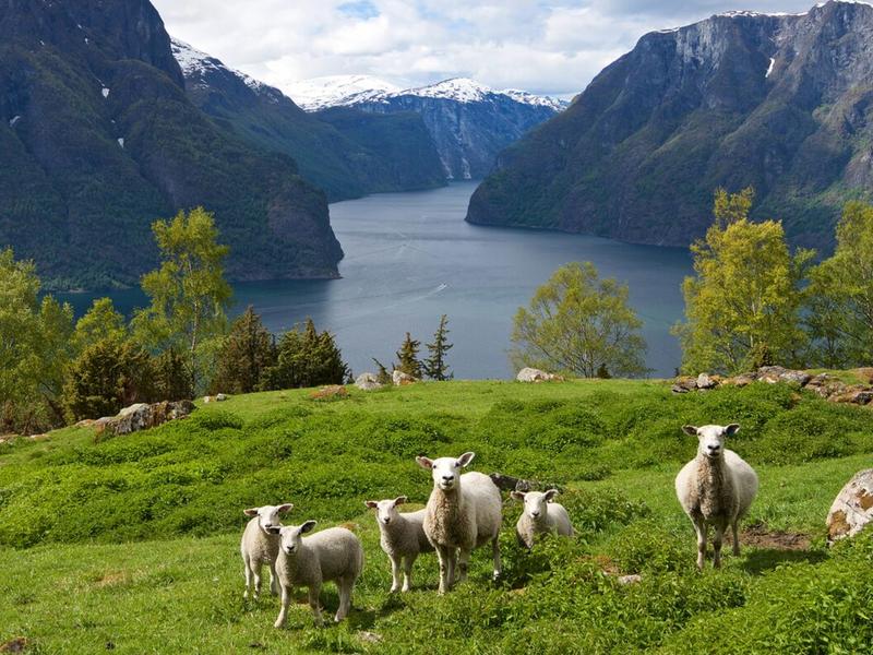 Sheep grazing in Auralndsfjorden