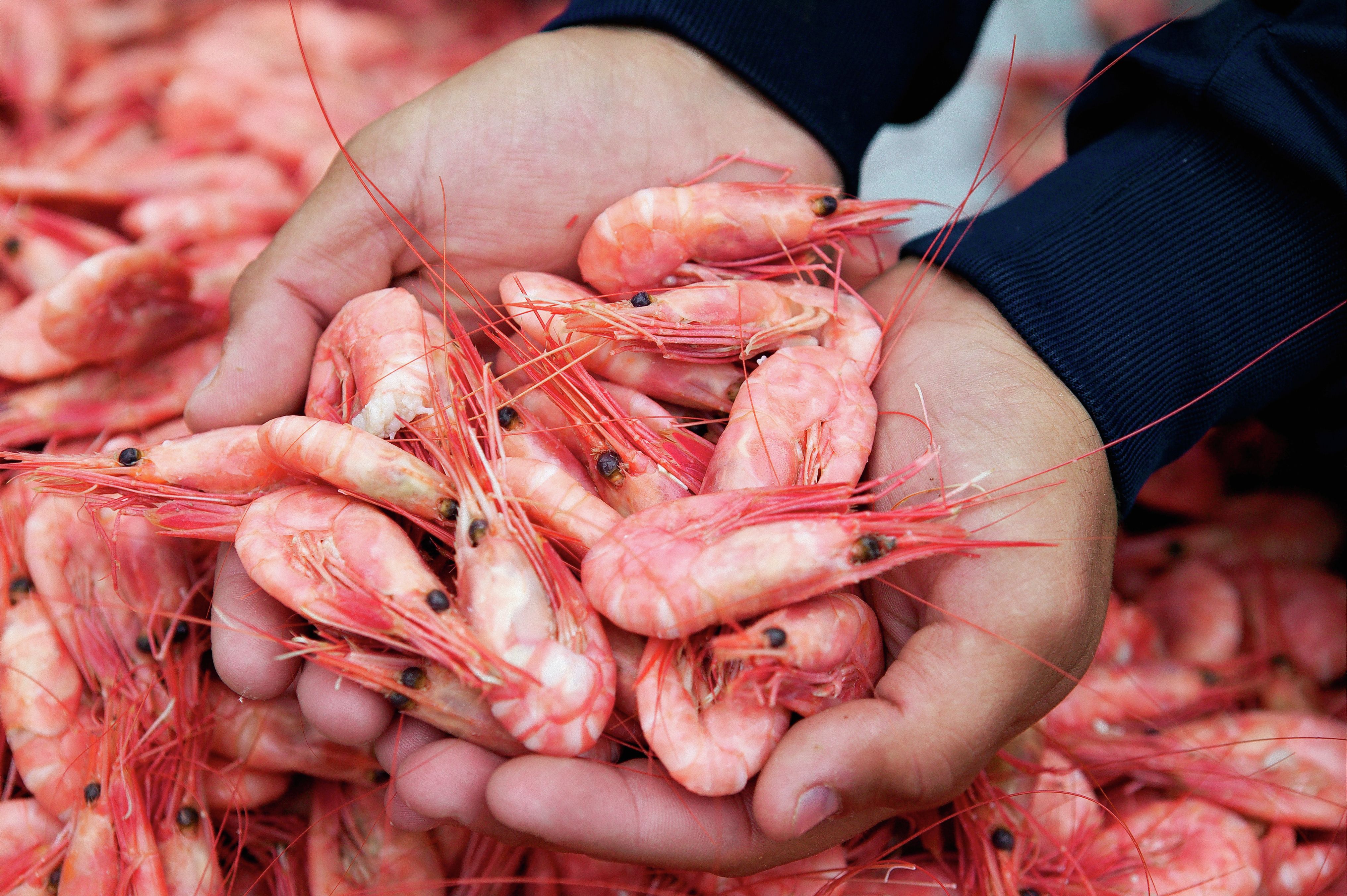 Norwegian shrimp