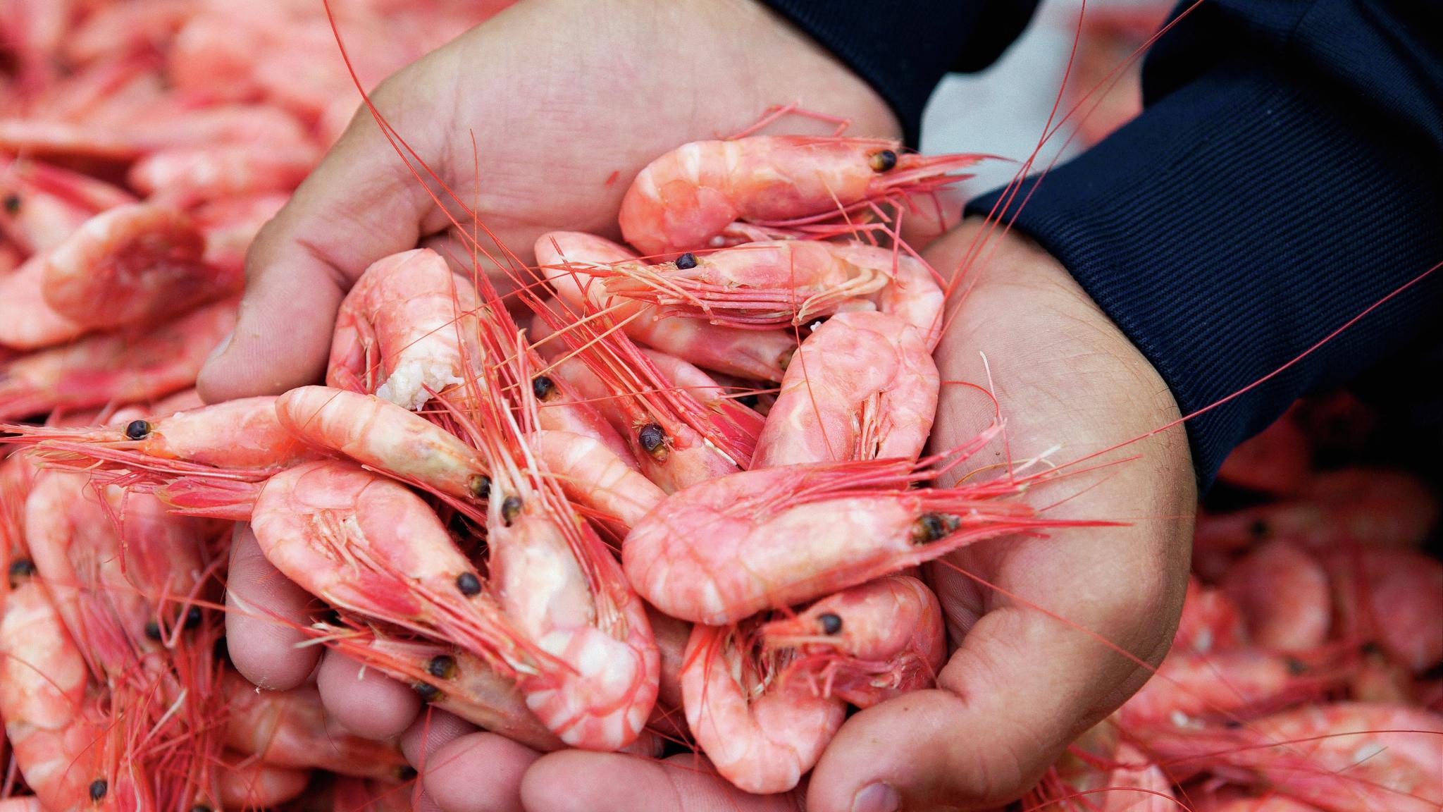 Norwegian shrimp