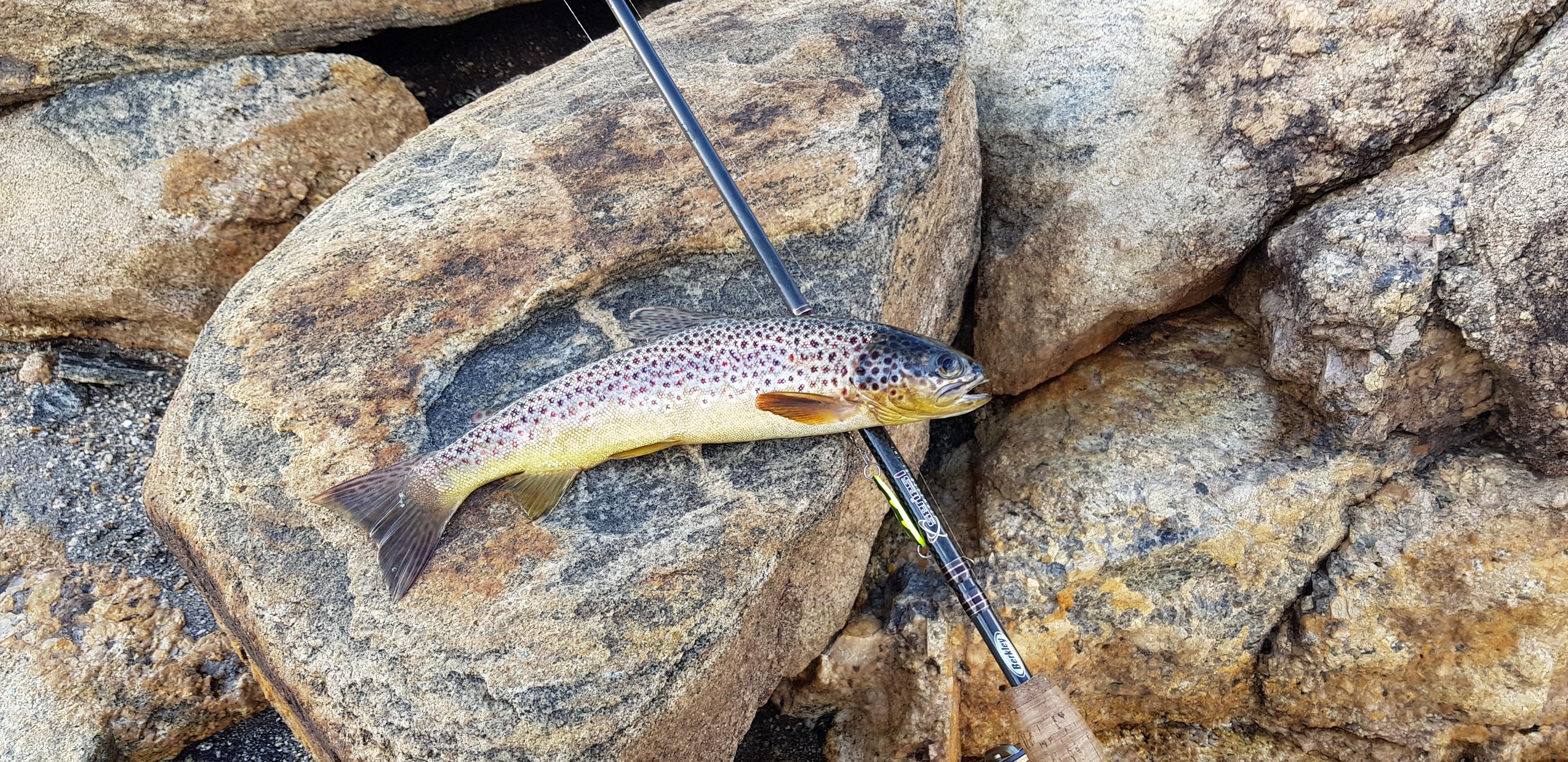 A trout fish caught in one of the lakes in Setesdal, Southern Norway