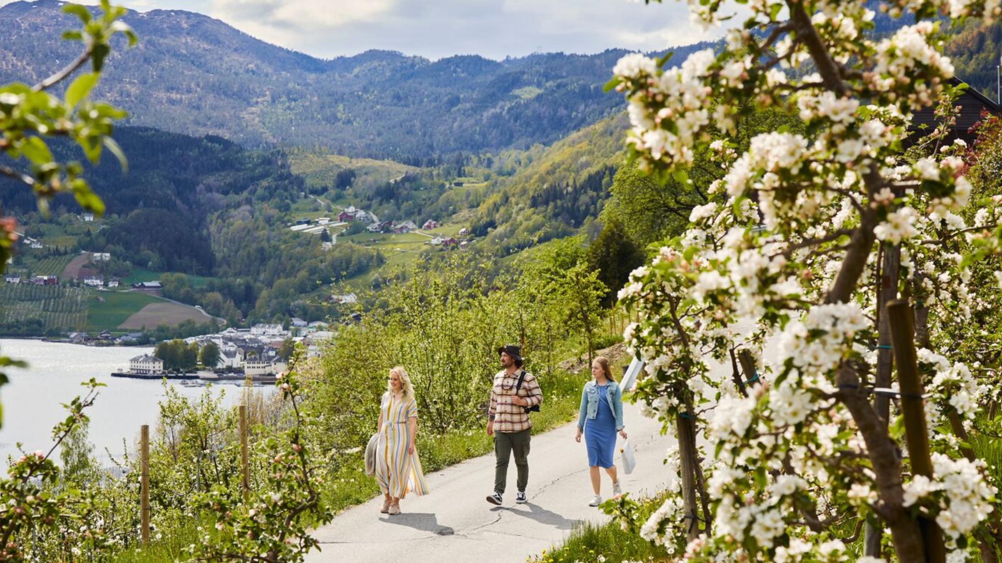 People strolling around among the fruit trees in Ulvik, Hardanger
