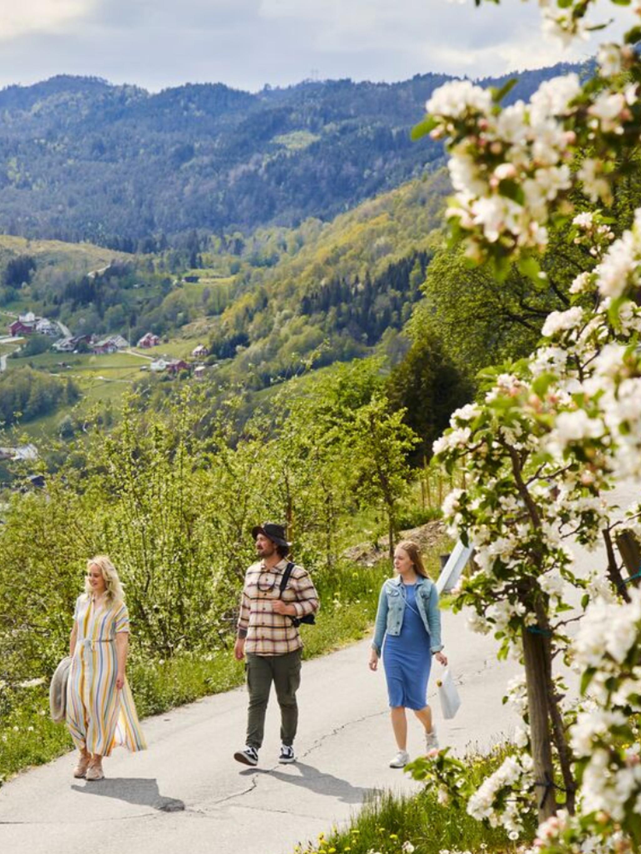 People strolling around among the fruit trees in Ulvik, Hardanger