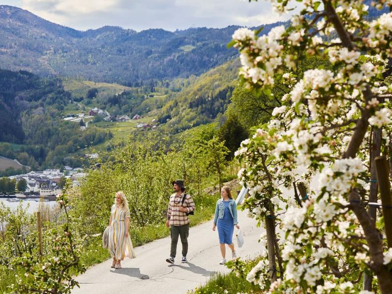 People strolling around among the fruit trees in Ulvik, Hardanger