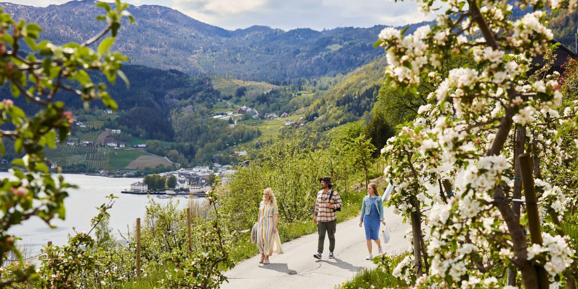 People strolling around among the fruit trees in Ulvik, Hardanger