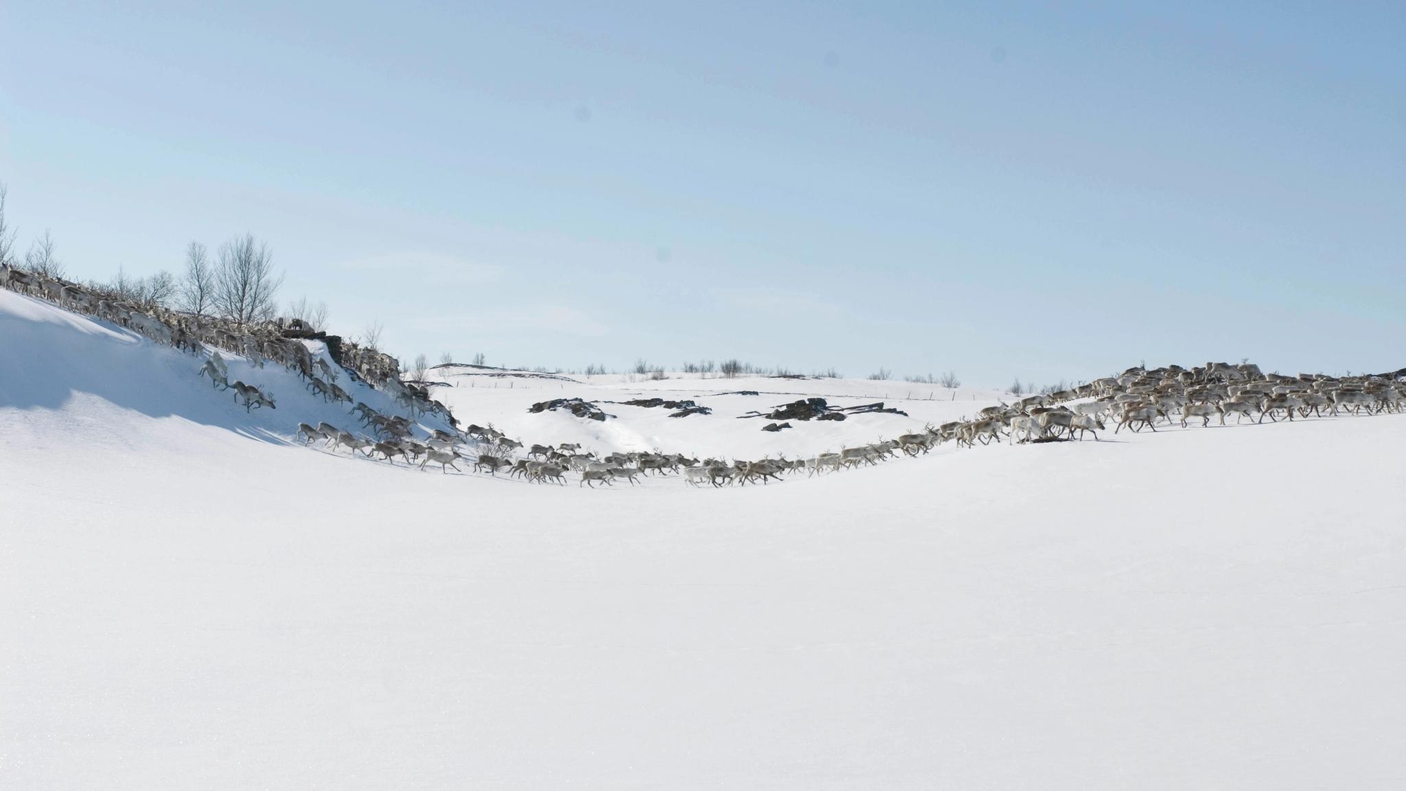 Reindeer at the Finnmark mountain plateau