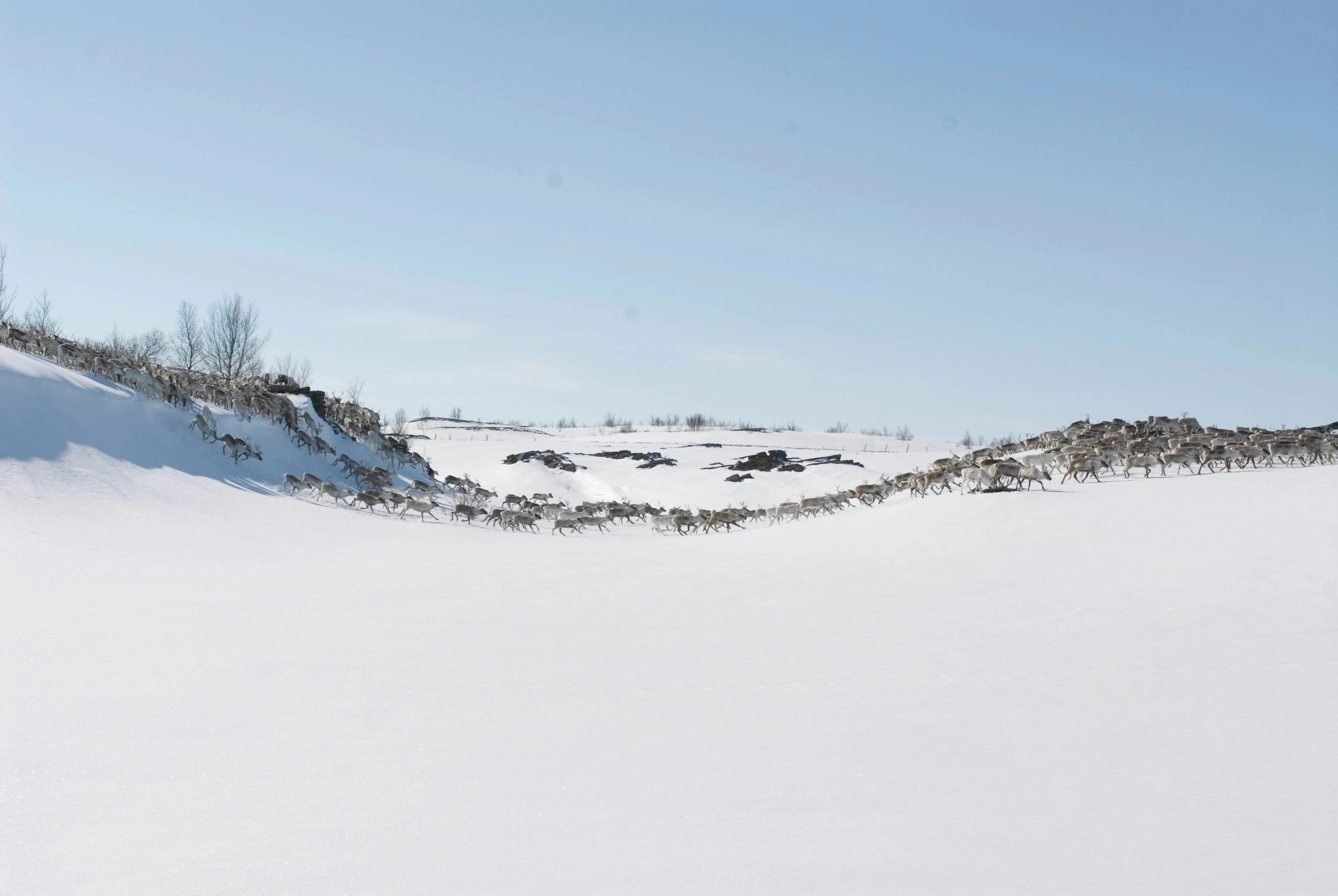 Reindeer at the Finnmark mountain plateau