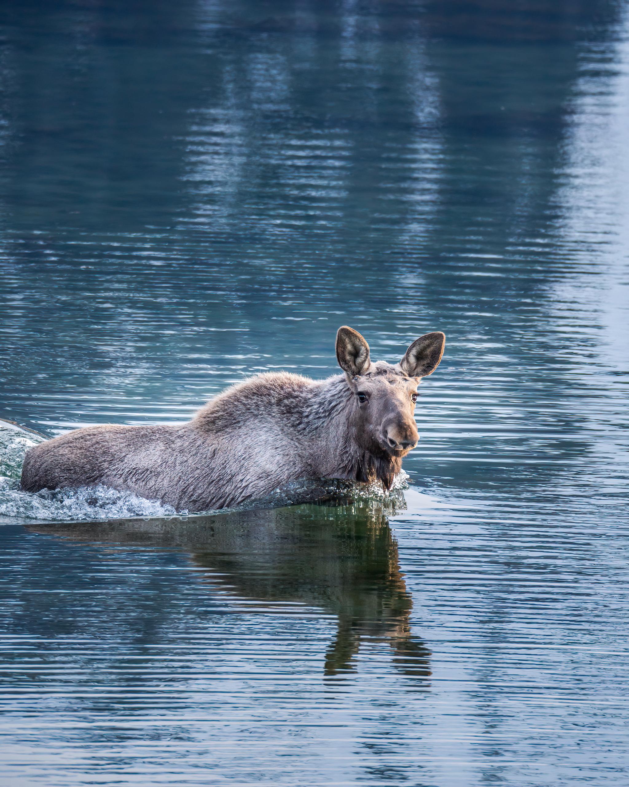 Moose swimming in the ocean in Vesterålen, Northern Norway