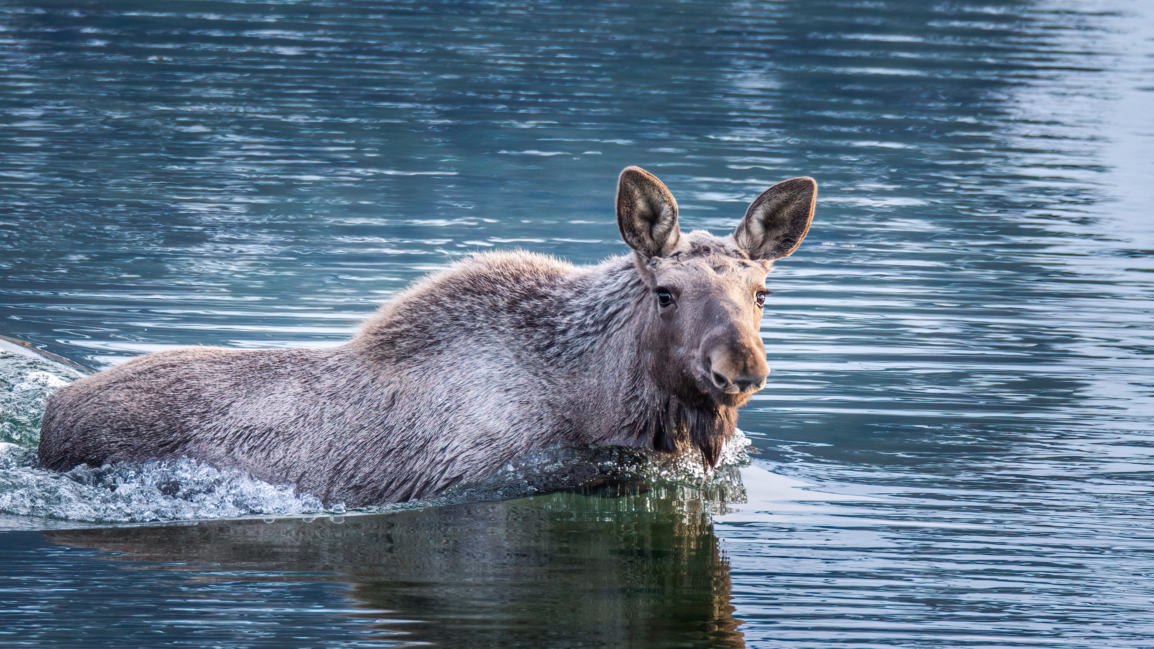 Moose swimming in the ocean in Vesterålen, Northern Norway